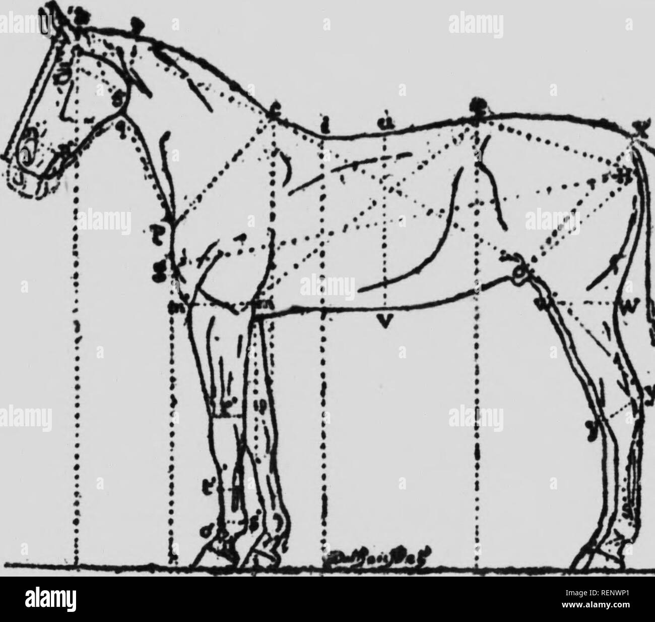 Horse Breeding In Canada Microform Horses Chevaux A 60 A Of The Baok And The Middle Of The Abdomen 1 H And 4 Parts U V 17 Width Of The Body 1
