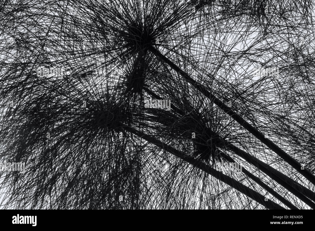 Wild Papyrus plants close-up in monochrome Stock Photo