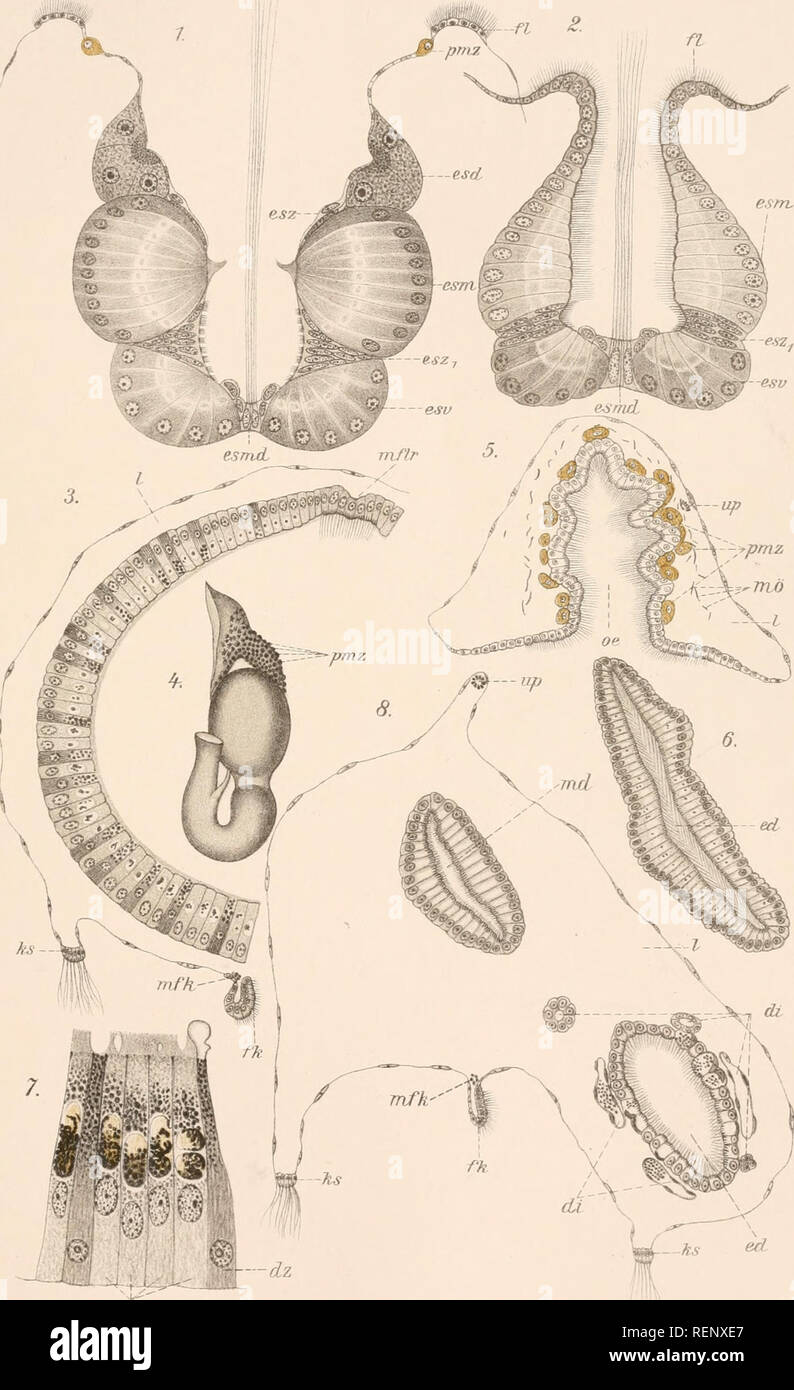 . Dr. H.G. Bronn's Klassen und Ordnungen des Thier-Reichs : wissenschaftlich dargestellt in Wort und Bild. Zoology. Bronns Klassen , m.Suppl.H. P'rosümen-. Taf.Vr.. ThZ C.F Winter'sehe Verlaqsliandluiicf.Leipziq. lith.ATist.v. E.A Funke, Leipzig.. Please note that these images are extracted from scanned page images that may have been digitally enhanced for readability - coloration and appearance of these illustrations may not perfectly resemble the original work.. Bronn, H. G. (Heinrich Georg), 1800-1862. Leipzig : C. F. Winter Stock Photo