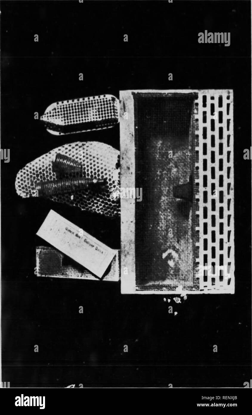 . How to keep bees [microform] : a handbook for the use of beginners. Bee culture; Bees; Apiculture; Apoïdés. as I. 0 • t-- i ' m ^m. Please note that these images are extracted from scanned page images that may have been digitally enhanced for readability - coloration and appearance of these illustrations may not perfectly resemble the original work.. Comstock, Anna Botsford, 1854-1930. Toronto : Musson Stock Photo