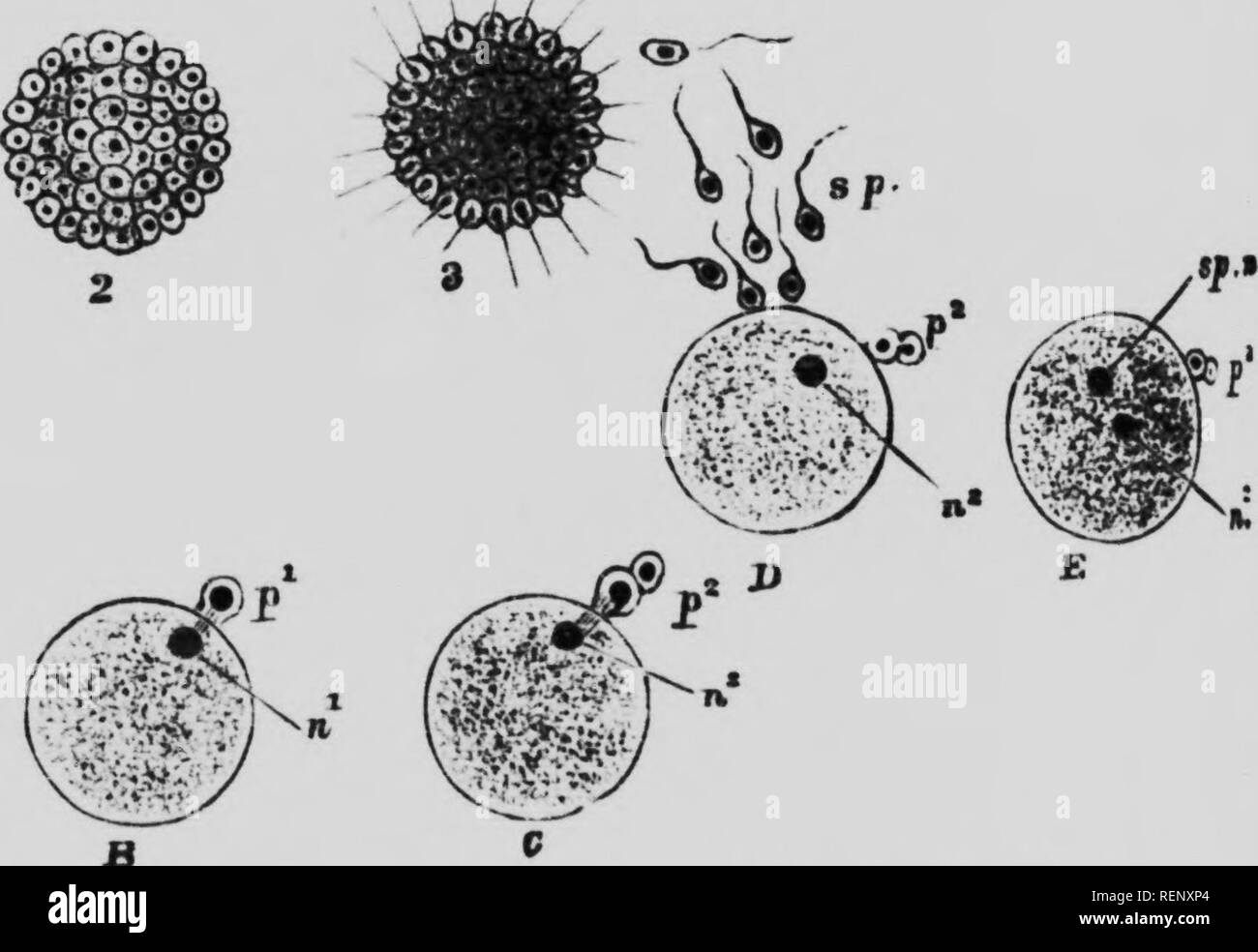 The Study Of Animal Life Microform Zoology Zoologie A 3 S S T Fer Ia S Amp I Quot A Quot Quot Rr Quot T Iii R Vn S H The Tir Gt T Pol Lx Il Gt Kr Gt Quot Quot Quot A J Nucleus A Now Ox Rusionof