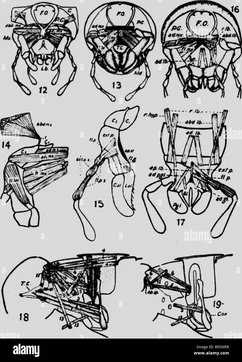 . The muscular system of gryllus assimilis fabr. (Pennsylvanicus Burm.) [microform] : a thesis submitted in partial fulfilment of the requirements for the degree of Doctor of Philosophy in McGill University. Grillons; Crickets; Insectes; Insects. AltltAI.1 e. S. A. Vol. xiii, PI.4TI in.. E. l DuPortt.. Please note that these images are extracted from scanned page images that may have been digitally enhanced for readability - coloration and appearance of these illustrations may not perfectly resemble the original work.. Du Porte, E. Melville (Ernest Melville), b. 1891. Montreal : [s. n. ] Stock Photo