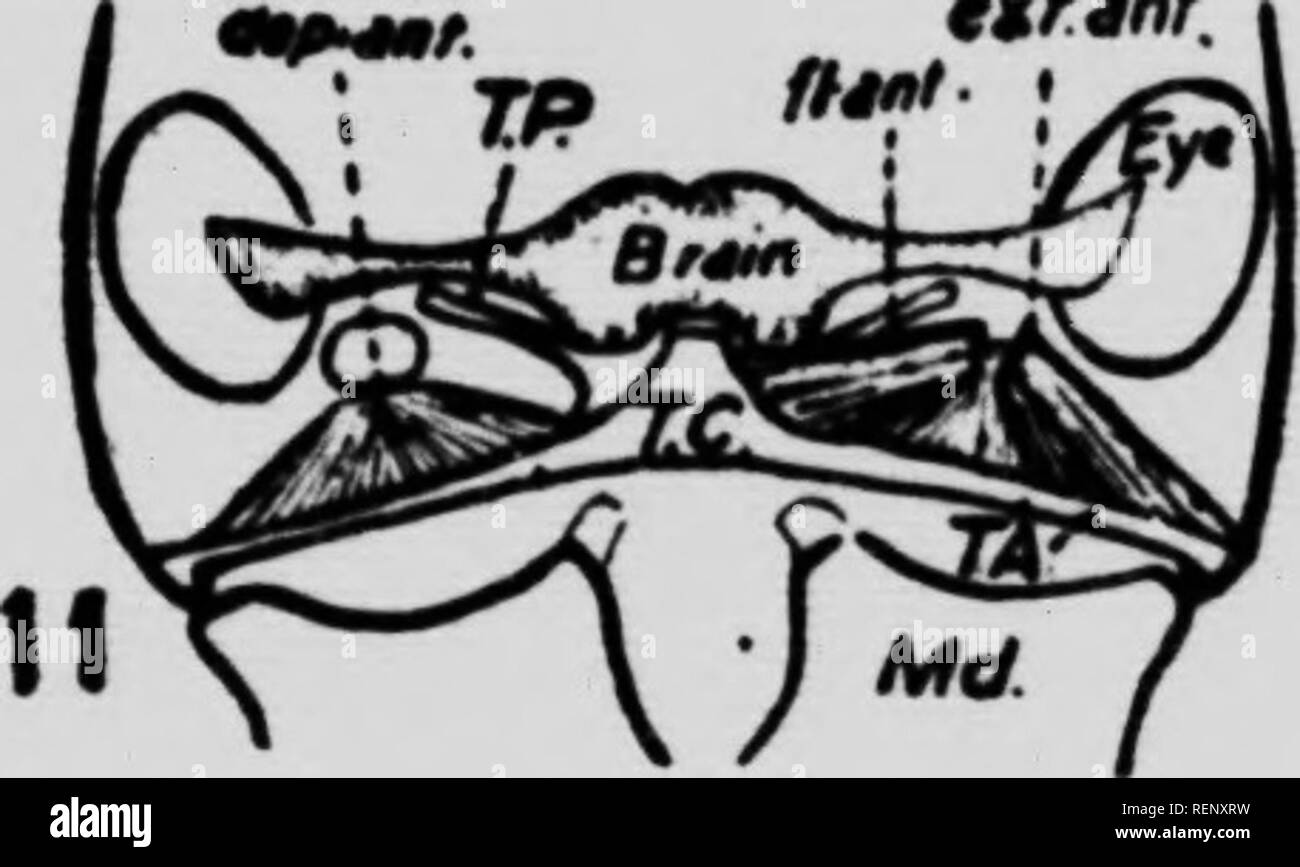 . The muscular system of gryllus assimilis fabr. (Pennsylvanicus Burm.) [microform] : a thesis submitted in partial fulfilment of the requirements for the degree of Doctor of Philosophy in McGill University. Grillons; Crickets; Insectes; Insects. d*ib. ttfinr.. E M. Dul'orl,.. Please note that these images are extracted from scanned page images that may have been digitally enhanced for readability - coloration and appearance of these illustrations may not perfectly resemble the original work.. Du Porte, E. Melville (Ernest Melville), b. 1891. Montreal : [s. n. ] Stock Photo