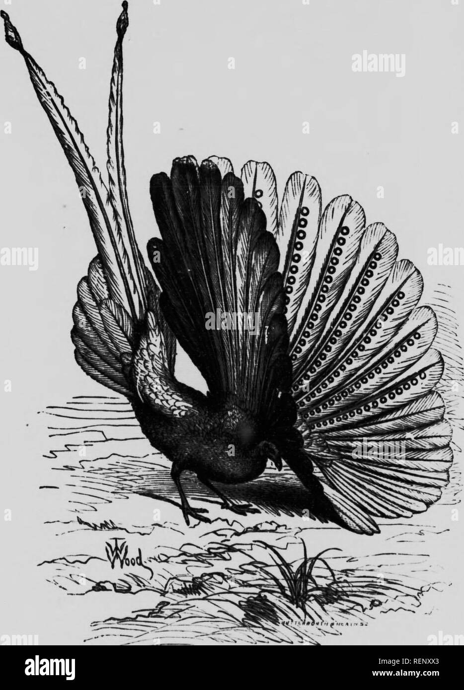 . The study of animal life [microform]. Zoology; Zoologie. 164 The Study of Animal Life PART I I. FIG. .4.-Malc argus pheasant di&gt;pbylng its plumage, tl'ron, l)arw»,.) rrs:«:s^Lr^r;.=&quot;:=&quot;°------^^ wmmm^^^^^%&lt;w^m. Please note that these images are extracted from scanned page images that may have been digitally enhanced for readability - coloration and appearance of these illustrations may not perfectly resemble the original work.. Thomson, J. Arthur (John Arthur), 1861-1933; Knight, Professor. Toronto : Morang Stock Photo