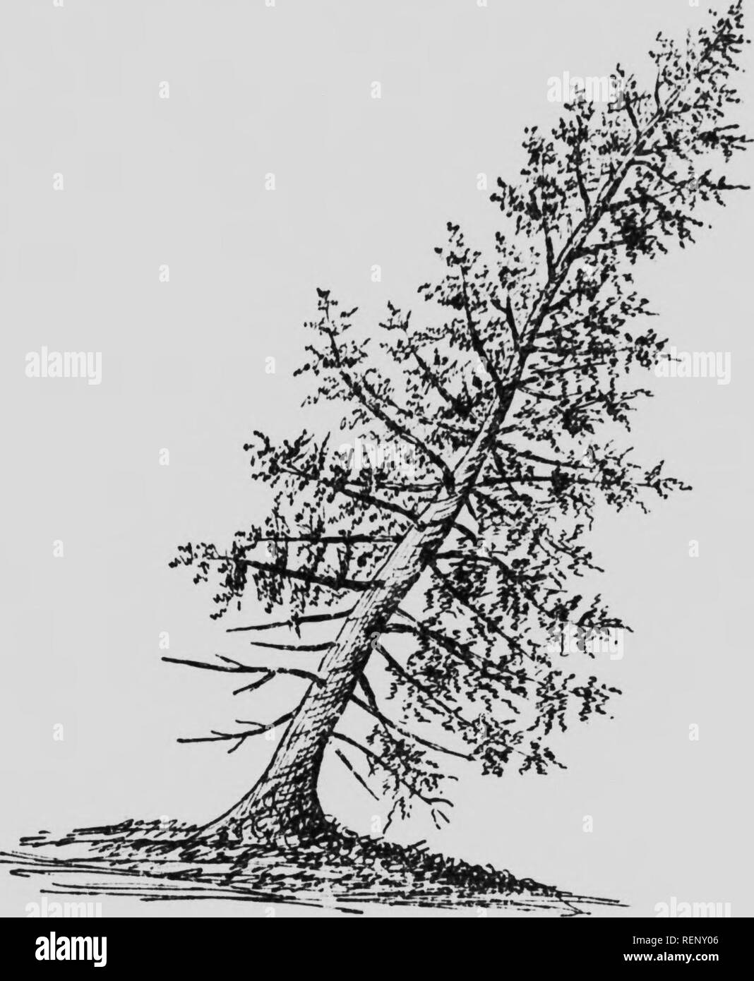 Arbre De Vie High Resolution Stock Photography And Images Alamy