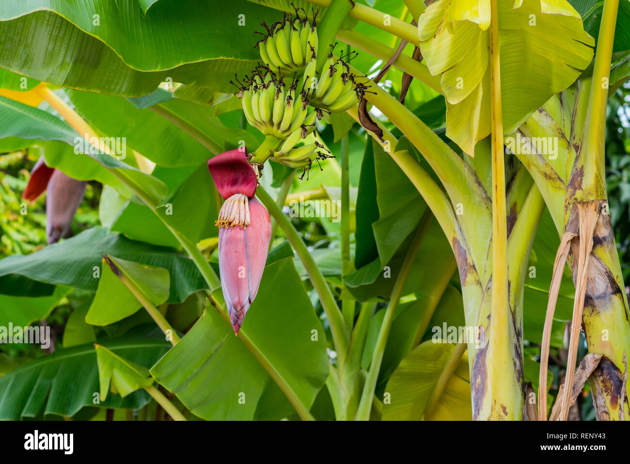 Banana tree flower hi-res stock photography and images - Alamy