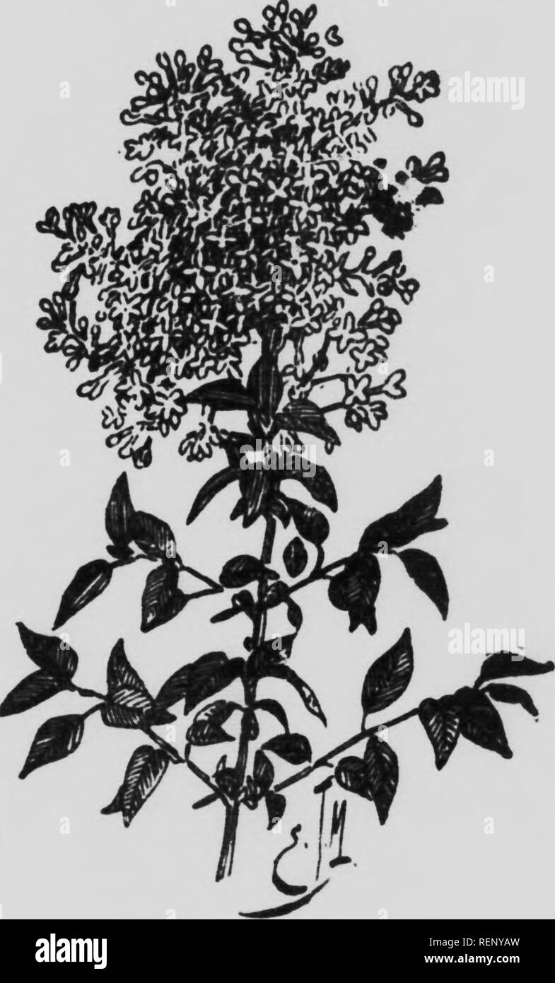 . Cent fleurs de mon herbier [microforme] : études sur le monde végétal à la portée de tous ; suivies d'un Calendrier de la flore de la province de Québec. Botany; Botanique. ABBRKS ET ARBUSTES 159 n'est pa8 un mince mérite pour une plante de ^a valeur. Son nom l:.tin sijringn lui vient de syrix, qui veut dire chalumeau, parce que, autrefois;, l'or se. Le lilas de Perse. servait de ses brandies vidées de leur moelle pour fabriquer cet instrument. 1..' lilas fait partie des oléinées, qui renferment le fri'ne et surtout l'olivier {olea), genre type de cette fiimille.. Please note that these imag Stock Photo