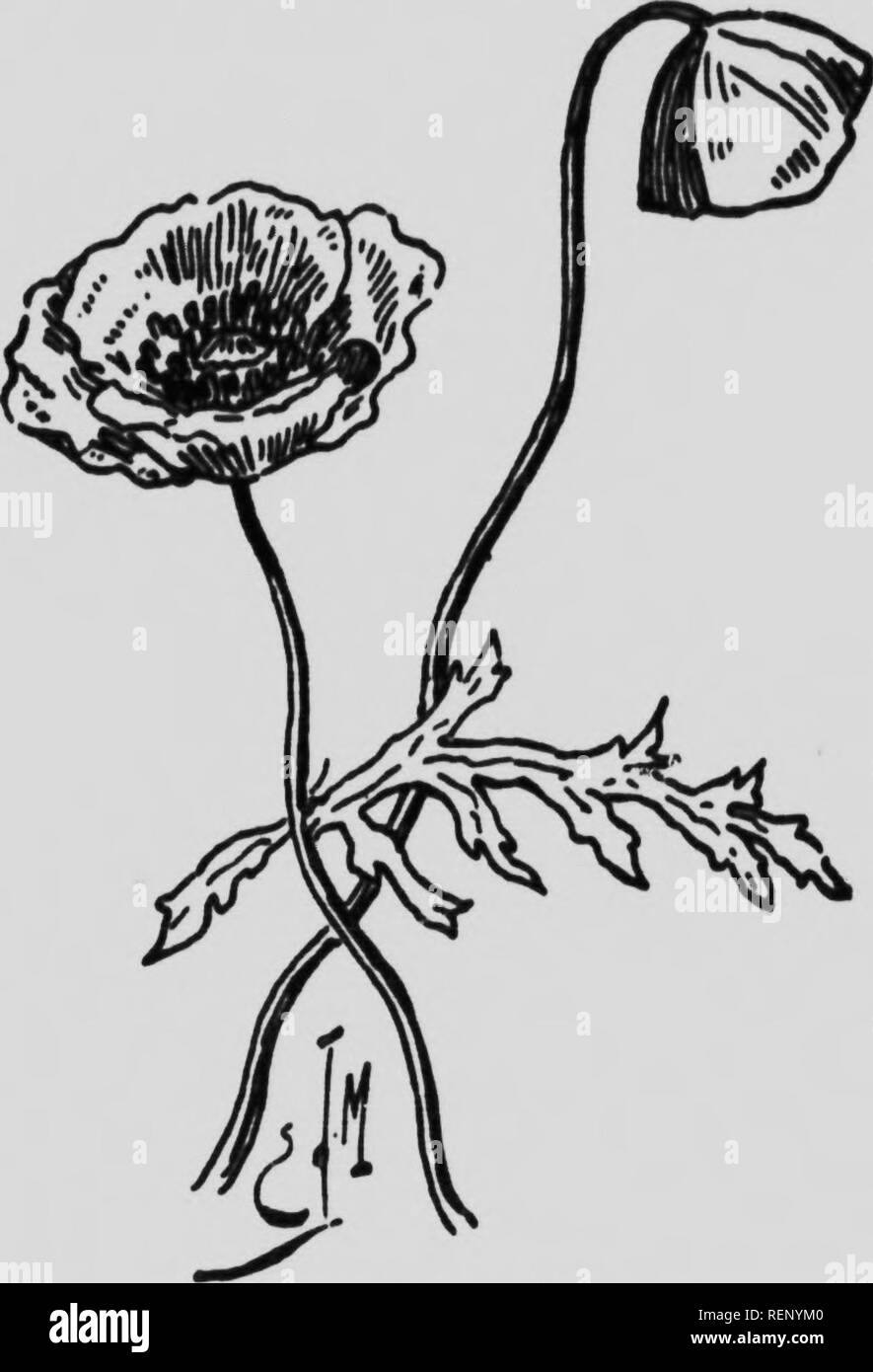 . Cent fleurs de mon herbier [microforme] : études sur le monde végétal à la portée de tous ; suivies d'un Calendrier de la flore de la province de Québec. Botany; Botanique. :^^:-^l^r^.uy&gt;.i. 1 IffT ïï n LE COÛUEUCOT. 1-1 FaniilU&quot; (U-s papavArac^^tw. — Pavot coquelicot, Papaver rhuax. - Annuelle. Tige de 1 ft 2 .pi«&lt;ls. FeuillM velu«fc Fétttle* «l'un rouge vif. Sne Iiiiteux. Juin-juillet.. Le coquelicot. Le coquelicot est une des principales espèces du genre type de la famille des papavéracées: le pavot. Vous nous objecterez peut-»jtre que cette plante ne. Please note that these im Stock Photo