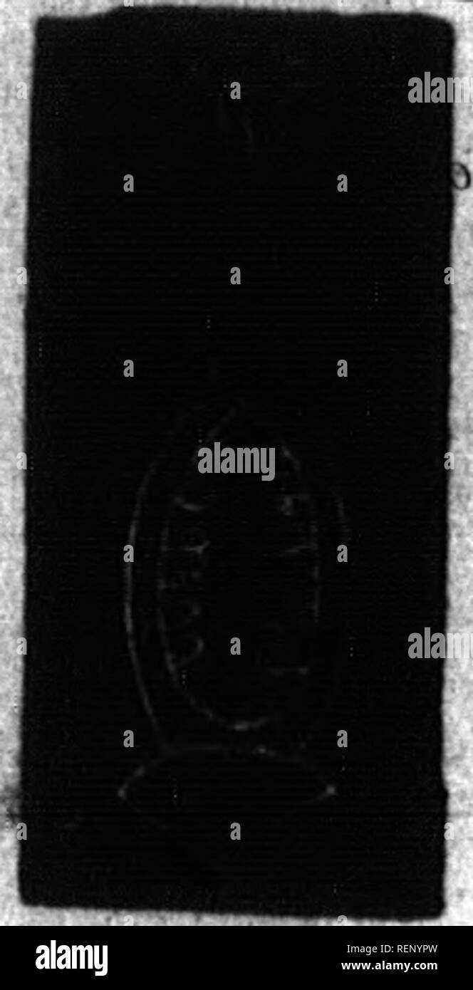 Son of clovis Black and White Stock Photos & Images Alamy