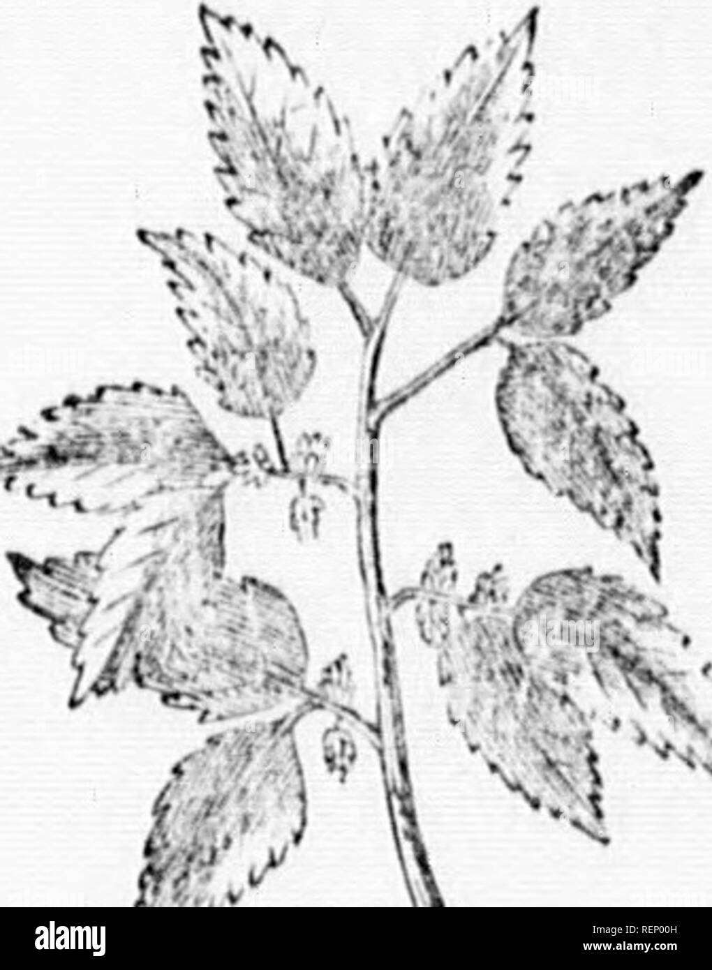 Native american shrub Black and White Stock Photos & Images - Alamy