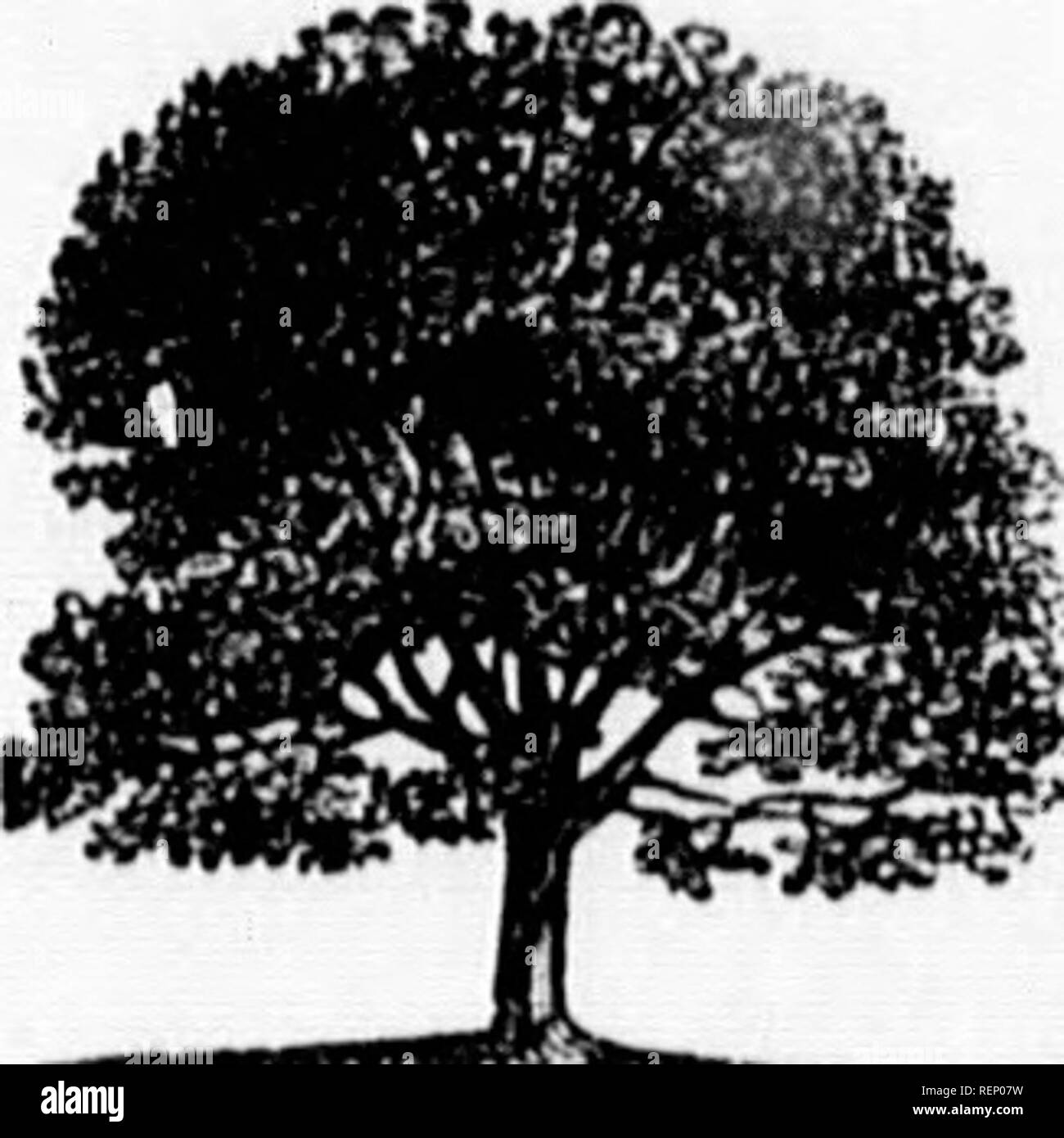 . The trees of America [microform] : native and foreign, pictorially and botanically delineated and scientifically and popularly described, being considered principally with reference to their geography and history, soil and situation, propagation and culture, accidents and diseases .... Trees; Arbres. iliat, who wroto Brousson cfia papijriferay THE PAPER MULBERRY-TREE. Synonymes. Murus papyrifera, Broussonetia papyrifera, LiNN^us, Species Plantarum. Don, Miller's Dioiionary. Loudon, Arboretum Jirilannicuin. Broussonetia a papier, Milrier a papier, ) -r, Jlilrier de la Chine, Papyrier, France. Stock Photo