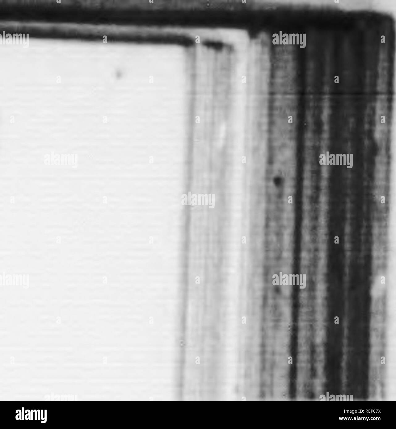 Animalcule Black And White Stock Photos Images Alamy