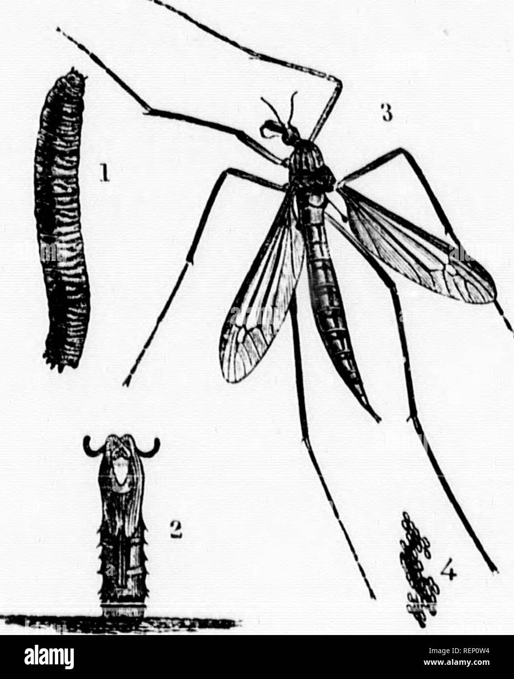. A manual of injurious insects [microform] : with methods of prevention and remedy for their attacks to food crops, forest trees, and fruit : to which is appended a short introduction to entomology. Insect pests; Agricultural pests; Entomology; Insectes nuisibles, Lutte contre les; Ennemis des cultures, Lutte contre les; Entomologie. Various kinds of dipterous Plies (see pp. 31—34): 1, 6, and 7, larvro ; 2 and 3, pupaj, nat. size and magnified ; 4, 5, 8, and 'J, Flies, magnified, with lines showing nat. size. Wings'Uwo,&quot; membranous; in the place usually occupied by the hind wings arc a p Stock Photo