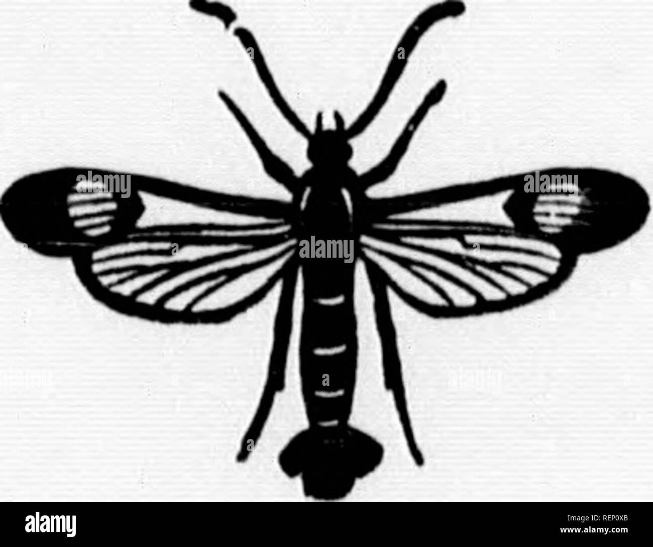 . A manual of injurious insects [microform] : with methods of ...