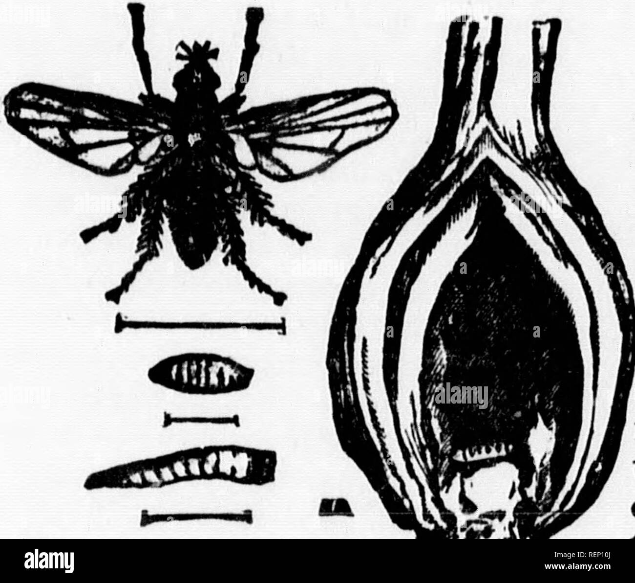 . Rapport de l'entomologiste (James Fletcher, M.S.R.C.) 1885 [microforme]. Insectes nuisibles; Insect pests. 87 IcÃ®dÃ©ment de la ) mouche en ap- ris et quelques nt sÃ©rieusement ,r de la mouche ;b de poussiÃ¨re, I cause. Je me uieirent un bon om de Smynthur â dins en mai et choux, cresson u {Pieris rapÅ) is toutes les par- dorant (migno- ianthrts annuus) lonnaÃ®tre le nom ouche Straussia ver un eoul pied e paraÃ®t pas que ieds de haut et creusÃ©e depuis une luxuriance Ã¢es. HER, Â« Vagriculture.. APPENDICE 1. LE YER DE L'OlGNOK-ÃPhorbia ceparum, Meigen). LBTTOiÃ® ATT JOURNAL LB Â« CITIZEN, &q Stock Photo