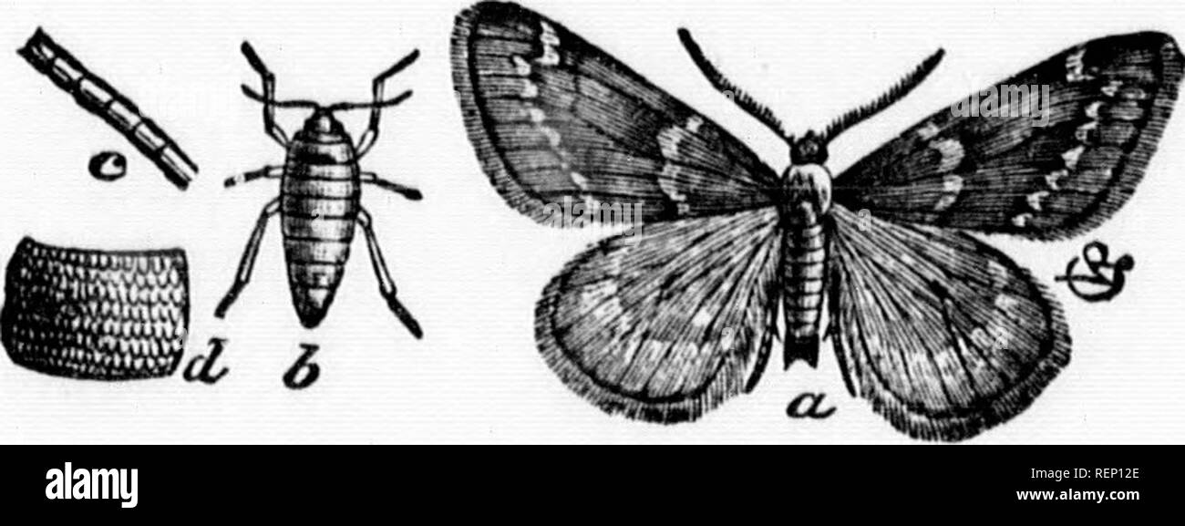 . Rapport de l'entomologiste (James Fletcher, M.S.R.C.) 1885 [microforme]. Insectes nuisibles; Insect pests. 24 2&quot;^Ã«L-&quot;5fÂ« Ã¨r?' Ã¯K^ '^-â 'â; chaque semaine en commencanf nn w ^*''': , ^^l P'^^^' ^'^^^^&quot;^ Â«^re visitÃ©s chrysalides doTventÃªtTdÃ©S^^^^ *Tf ^1 Â«^Â»'Â«,dÂ«Â« Ae-^rs, et chenilles et en les Ã©orasanf On ^^.^^^^uitesen plongeant les bandes dans de l'eau bouillante oa d'une lanterne ^nsLnZl^.T''' 'T''^'^ ^'&quot;^&quot;^'Â«^ *Â«Â« ^&quot;Â«Â«Â«^Â«^ Parasites au moyeÃ¯ fiurlace mais cet^ f&quot;&quot;^ '^ P^Â«^&quot; &lt;i'Â«^&quot; Â«^Â«Â« &quot;Â° peÂ»! d'huile Ã Stock Photo