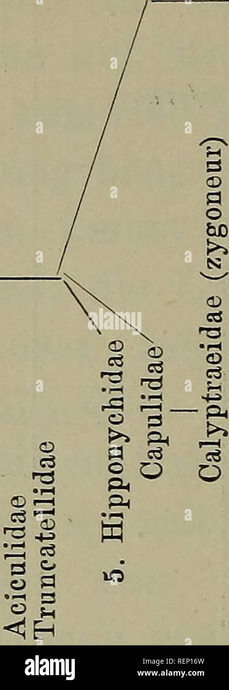 Dr H G Bronn S Klassen Und Ordnungen Des Thier Reichs Wissenschaftlich Dargestellt In Wort Und Bild Zoology Mollusks Arthropoda Insects 1036 Prosobranchia O M Gt Gt Ul 02 A Tu A Co