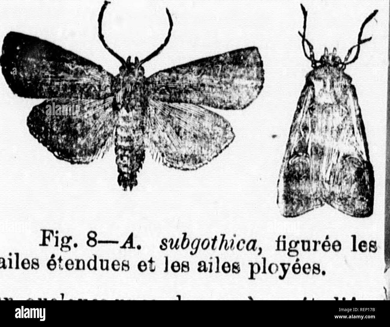 . Rapport de l'entomologiste (James Fletcher, M.S.R.C.) 1885 [microforme]. Insectes nuisibles; Insect pests. Figj YâiÃ¢. Ypsilon] 4, oheDille: 5, papillon. ailes. Manquant de itnfceigncuitnfs conopleth sur quelquct-uncB des eBiÃ´ccs Ã©tudiÃ©es 1 durant 1 anree, f.usfci bien qui- de gravures, nous remetlone Ã notre procluin rannort des notÃ©e ( Ã©taillÃ©os bui- [es noctuelles. *^ ' Le BÃ®irbcau barrÃ© du conconfbie,â(Z&gt;Ã¹(Ã¨ro//ra vittata, Fab.) Ions et des coreombie-,, jusqu'Ã coq je ces derniers soient devenus uop vii-oureux rourl souffrir de leurs attaques.&quot; r o * | FRUITS. d'i La rÃ Stock Photo