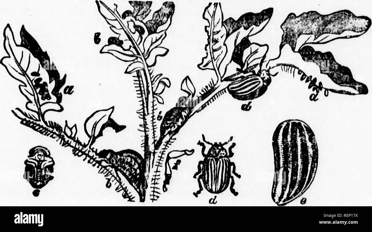 . Rapport de l'entomologiste (James Fletcher, M.S.R.C.) 1885 [microforme]. Insectes nuisibles; Insect pests. VI MÃ®tes ont l'habitudÂ© â e. Dana la oultaro i basses, oÃ¹ il s'en pas.^ Le remÃ¨de le e l'eau chargÃ©e de la pondre de pyrÃ¨- aulsion d'huife de avec de l'eau trÃ¨s des bords de la iata, Say.) Ã l'Ile Vancouver^ bÃªchant le champ ar sa grosseur, est de Yictoria. )lmie Boad, prÃ¨s pÃ ce d'Anlhomie, Ã®ror, Ã la mouche partie supÃ©rieure i travers la sub- r pour le marchÃ©. 3r do la rave. i ; mais cet hiver, sarottes achetÃ©es )at produit dans - Je n'ai jamais ibro dangereux ; is possib Stock Photo