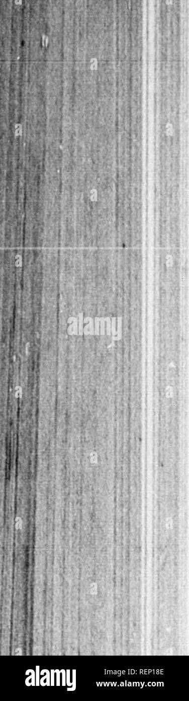 Tuft Of Hair Black And White Stock Photos Images Alamy