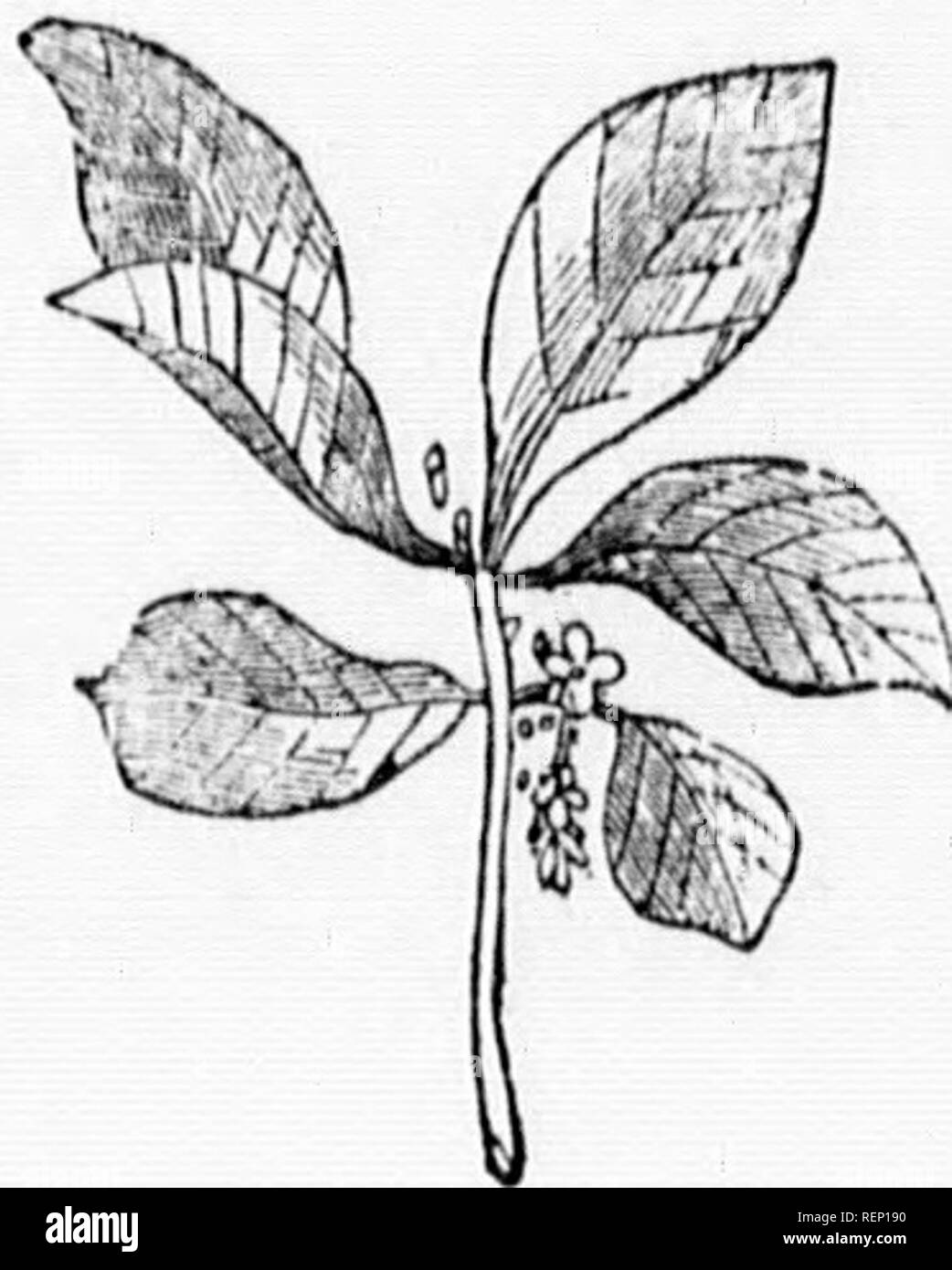 Trained shrub Black and White Stock Photos & Images - Alamy