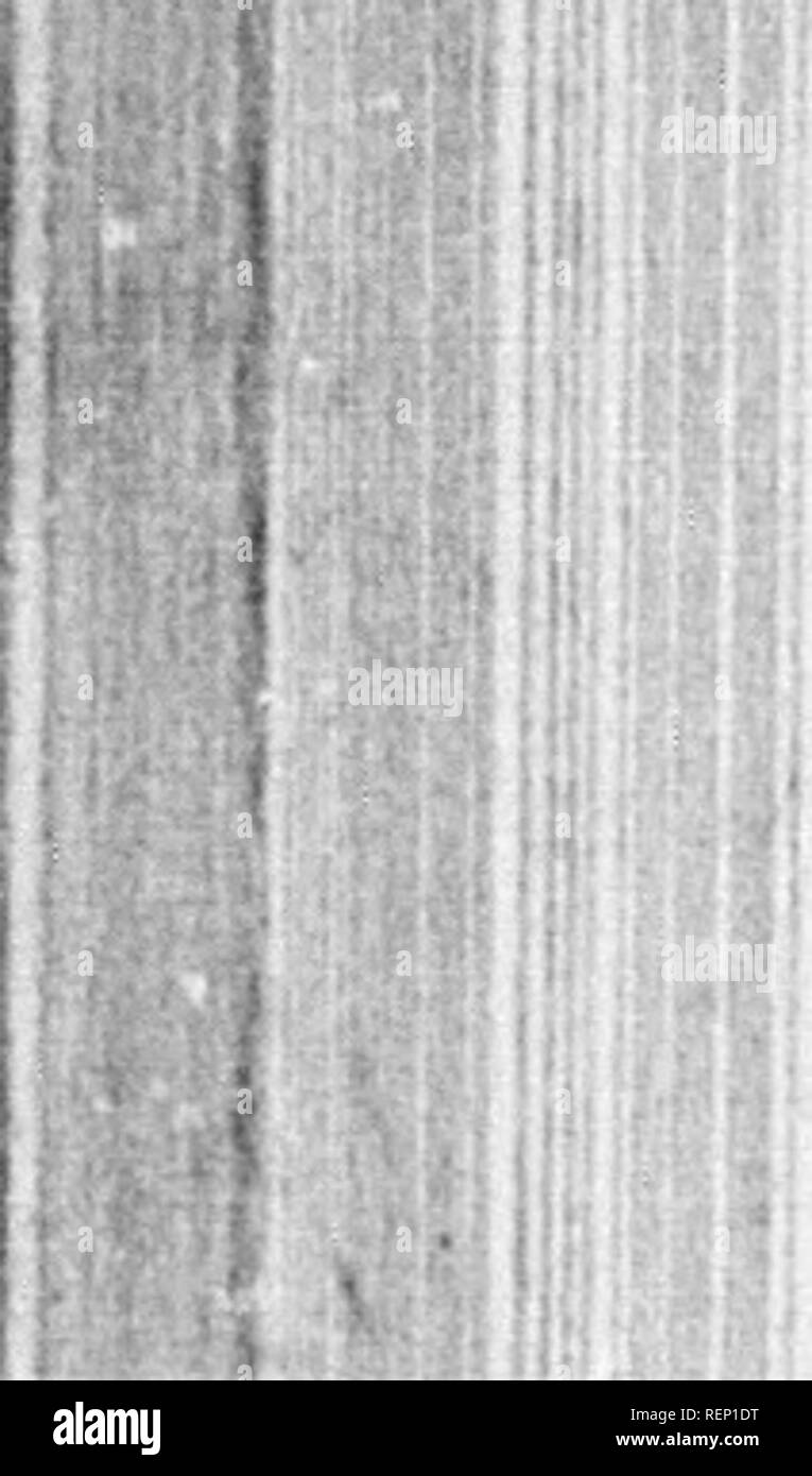 . The quadrupeds of North America [microform]. Mammals; Rodentia; Mammifères; Rongeurs. 21(-. PTEROMYS VOLUCELLA. —Gmel. Common Flying-Suuirrel. PLATE XXVIIL—Males, Females, and Yolno. Pt. Tamias Lysteri magnitudine, supra ex fusco-cinereo et albido, infra ex albo. CHARACTERS. Size of Tamias Lysteri; above, brownish-ash tinged with creain colour; beneath, white. SYNONYMES. AsqAPANicK, Smith's Virginia, p. 27, 1624. Sciuiius Ameuicanus Volans, Ray, Syn. Quad. Flvino Squirrel, Lavvson's Carolina, p. 124. La Palatoiciie, Buff., X., pi. 21. SciuRUS VoLUCELLA, Pallas, Glires, p. 353, 359. &quot; &q Stock Photo