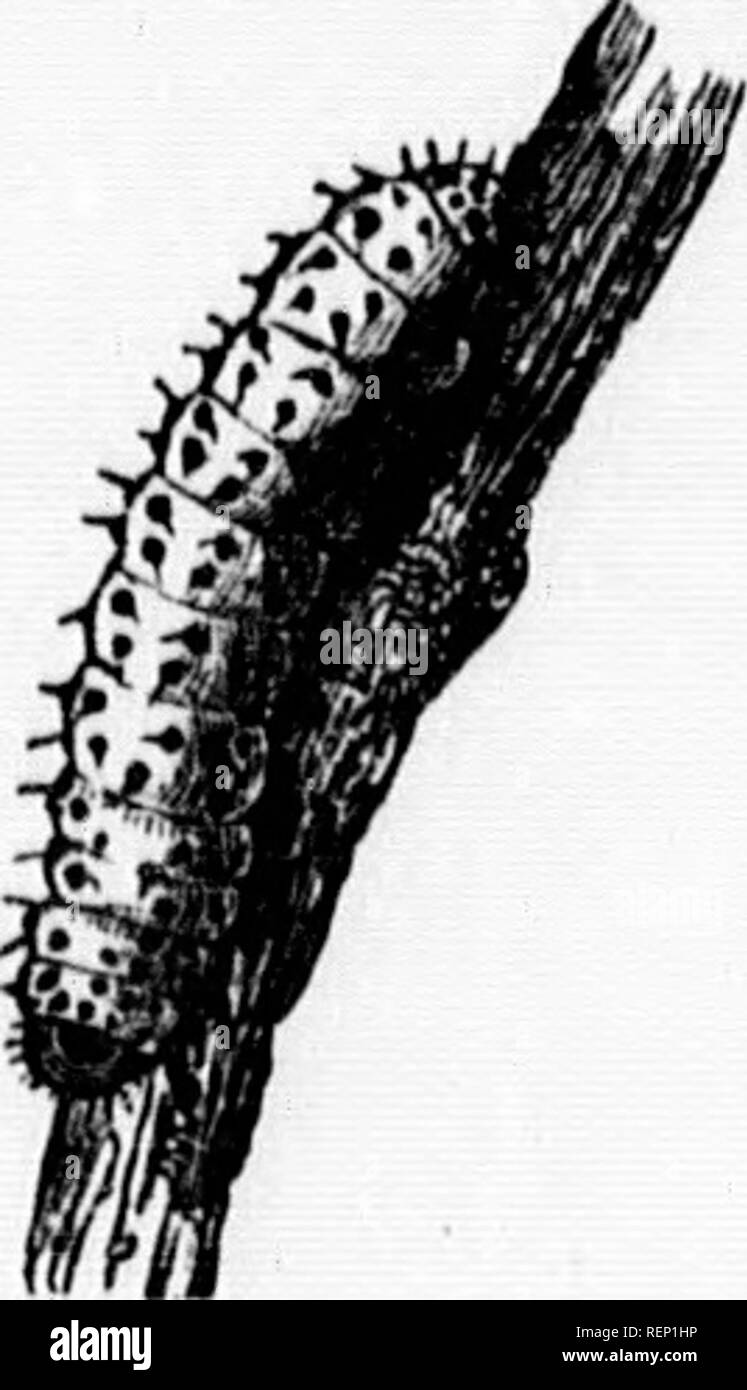 . A manual of injurious insects [microform] : with methods of ...