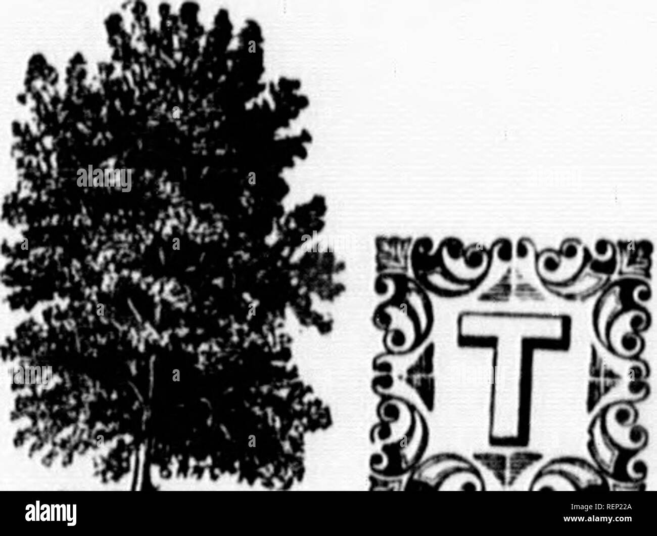 . The trees of America [microform] : native and foreign, pictorially and botanically delineated and scientifically and popularly described, being considered principally with reference to their geography and history, soil and situation, propagation and culture, accidents and diseases .... Trees; Arbres. 'f 'I IHi't I Acer campestre, THE FIELD MAPLE. Synonymcs. Acer eampestre, Erable champetre, Kleiner Ahorri, Fi'ld Aliorn, Galli.zzi, (when small,) Loppo, Piâpno, Uiioppo, Stucchio, Festucchio, Fisluc- chio, Albero da vite, Field Maple, LiNN^us, Species Plantarum. Dk Ca.ndci.i.e, Prodroinus. Don, Stock Photo