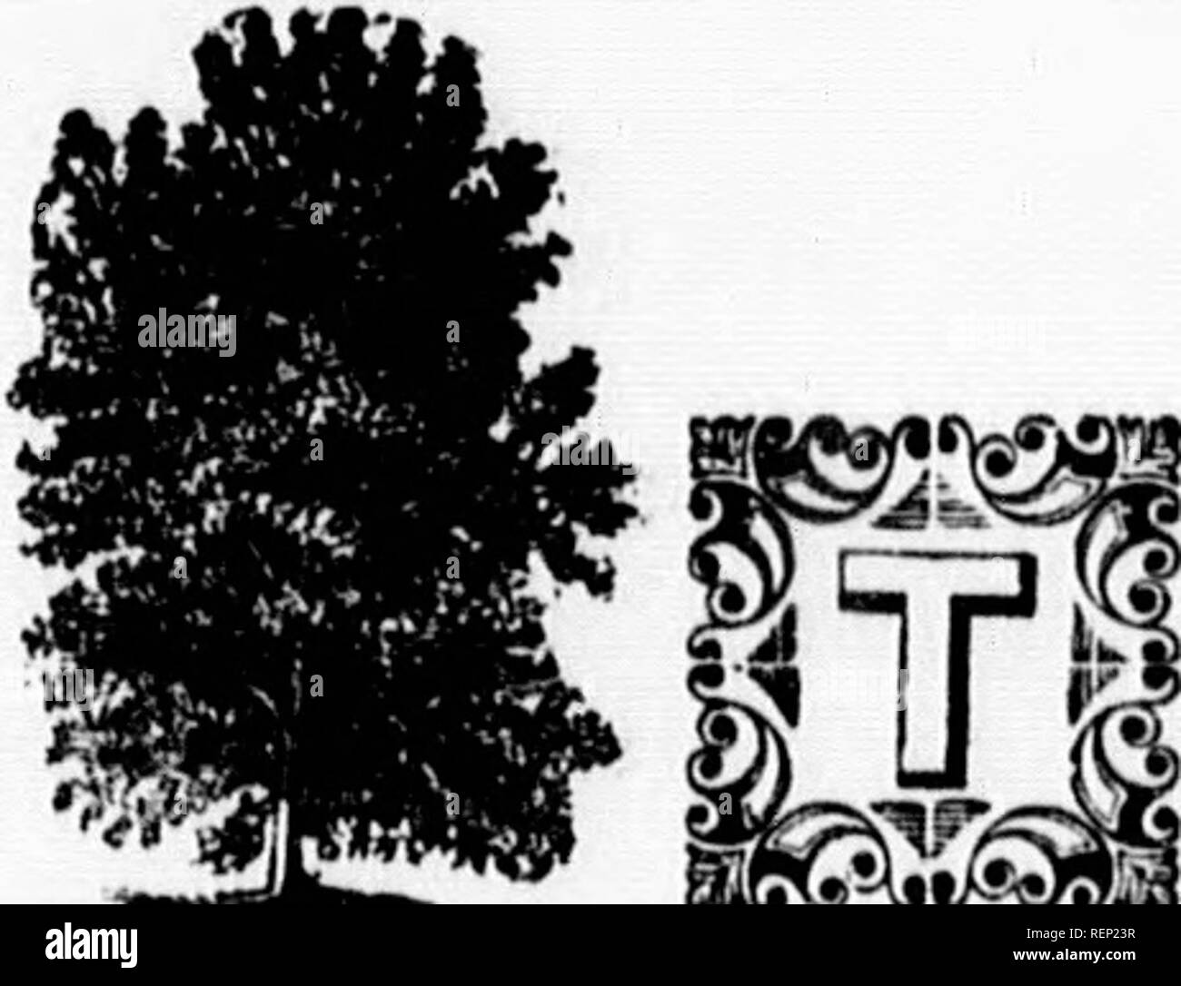 . The trees of America [microform] : native and foreign, pictorially and botanically delineated and scientifically and popularly described, being considered principally with reference to their geography and history, soil and situation, propagation and culture, accidents and diseases .... Trees; Arbres. te Douglass, on Horticul- High Clere, owered, and lisseminated , Avhite, and the slender ops of their nd the con- i culture of &gt;f the Acer Acer eriocarpum, THE COTTON-FRUITED MAPLE. Synonymes. Acer eriocarpum, Acer dasycarpum, Erable a fruits cotonneux, Erable blanc, Rauher Ahorn, Acero cotoa Stock Photo