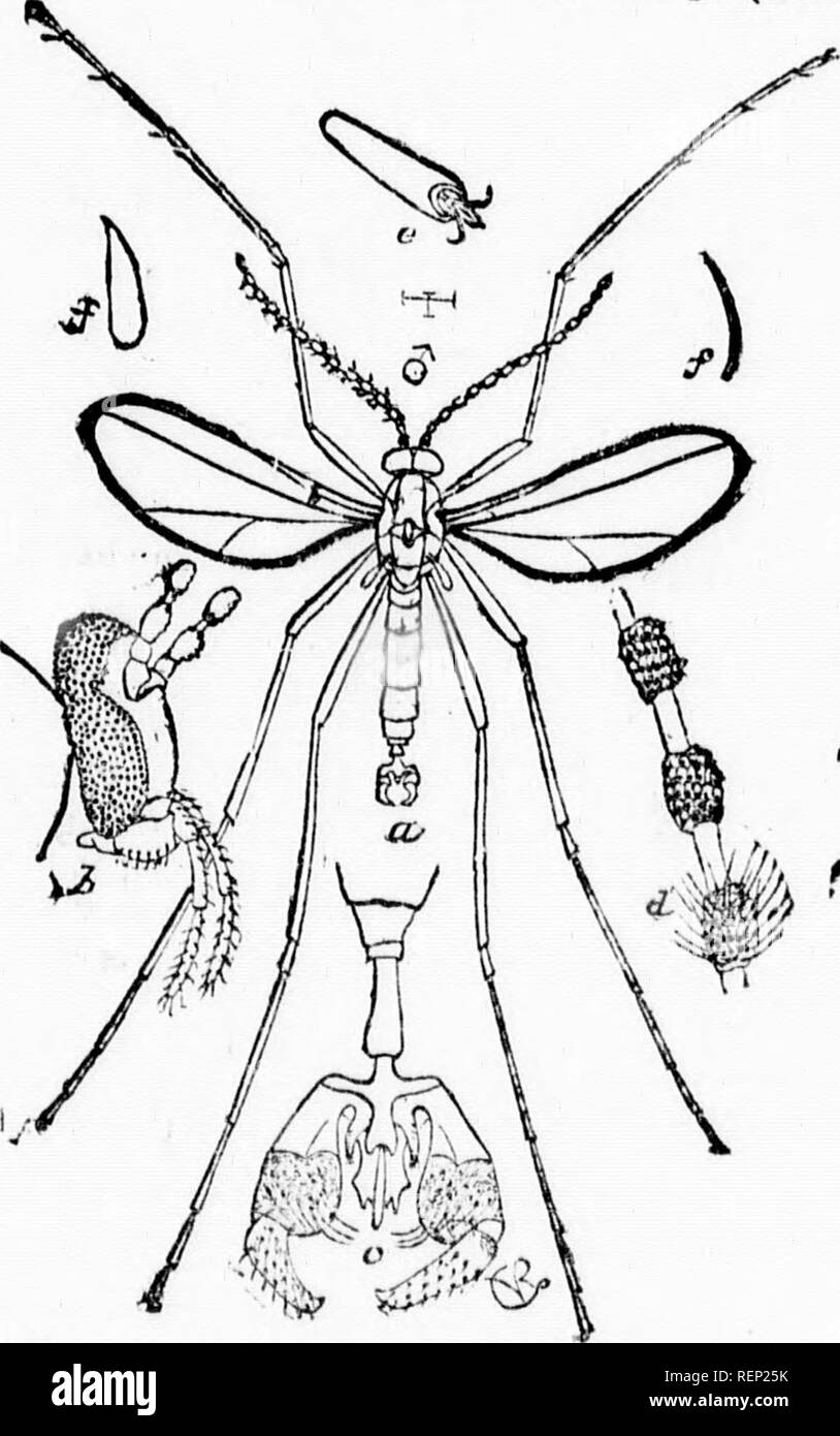 . Report of the entomologist (James Fletcher, F.R.S.C.), 1885 [microform]. Insect pests; Insectes nuisibles. 12 reports that Iho hay cron in the I nL f JA . *&quot;'^- ^''- J^^'&quot;''^h Wood, M.P greatly diminished VZTnt. i^^^.Lny tld''(&quot;o't^Ltl&quot; '^&quot;'^''.''^ ^^-^'-^ w- ^   MoBt of the reports from the Pr ;vinL nf A i u''^' ^^'' â¢'&quot;''&quot;â ^'7 ^lostrayod. below the arera^efand in many;,!; Ta ailure^'ltn^^r '''^&quot;1 ^^^ ^&quot;â¢^P^^'Â»Â« Wence, as at Berthior, Q,.o., Vhore Mr 1 o Ca hb?r V P &quot;&quot;-&quot;r&quot;&quot;' ^^'''^ ^^' the haywua remarkably heavy and Stock Photo