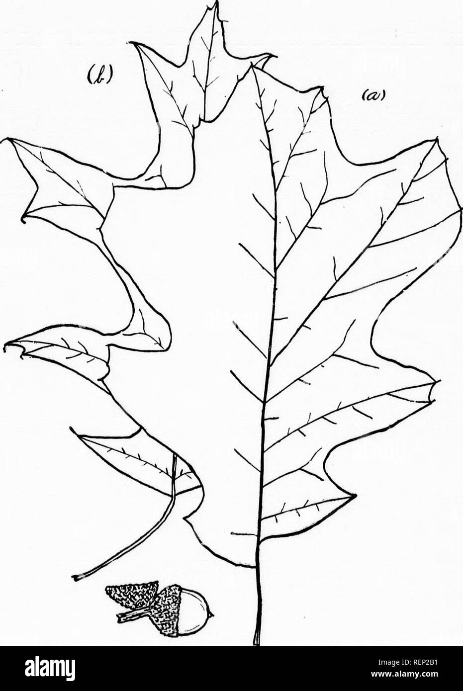 . The trees of Northeastern America [microform] : illustrations from original sketches. Trees; Leaves; Arbres; Feuilles. Leaves Alternate, 121. Fig. 62, a and /'.—Black Oalr lC ^ t-- 41 • « oiacK uaK. (Q, c, tinctdna, Gray.) FRUIT AND LKAVES REDUCED ONE FOURTH. 1 r. im it. Please note that these images are extracted from scanned page images that may have been digitally enhanced for readability - coloration and appearance of these illustrations may not perfectly resemble the original work.. Newhall, Charles S. (Charles Stedman), 1842-1935. New York; London : G. P. Putnam's Sons Stock Photo