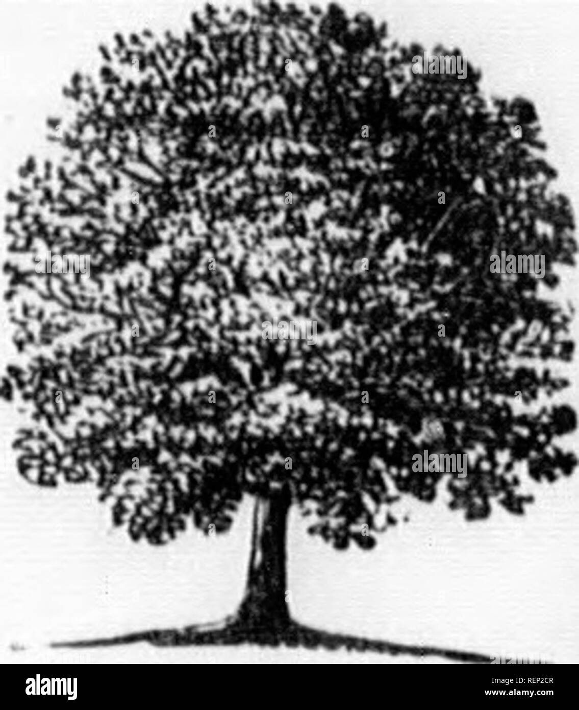 . The trees of America [microform] : native and foreign, pictorially and botanically delineated and scientifically and popularly described, being considered principally with reference to their geography and history, soil and situation, propagation and culture, accidents and diseases .... Trees; Arbres. Ace7' taiaricum, THE TARTARIAN MAPLE. Synonymes. Acer tataricum, Erable de Tartarie, Tartarischer Ahorn, Zarza-modon, (Locust,) Tartarian Maple, f LrNN^Kus, Species Plantarum. I De Ca.ndolle, Prodromus. ( Loudon, Arboretum Britannicum. France. Germany. RassiA. Britain and Anglo-America.. Engravi Stock Photo