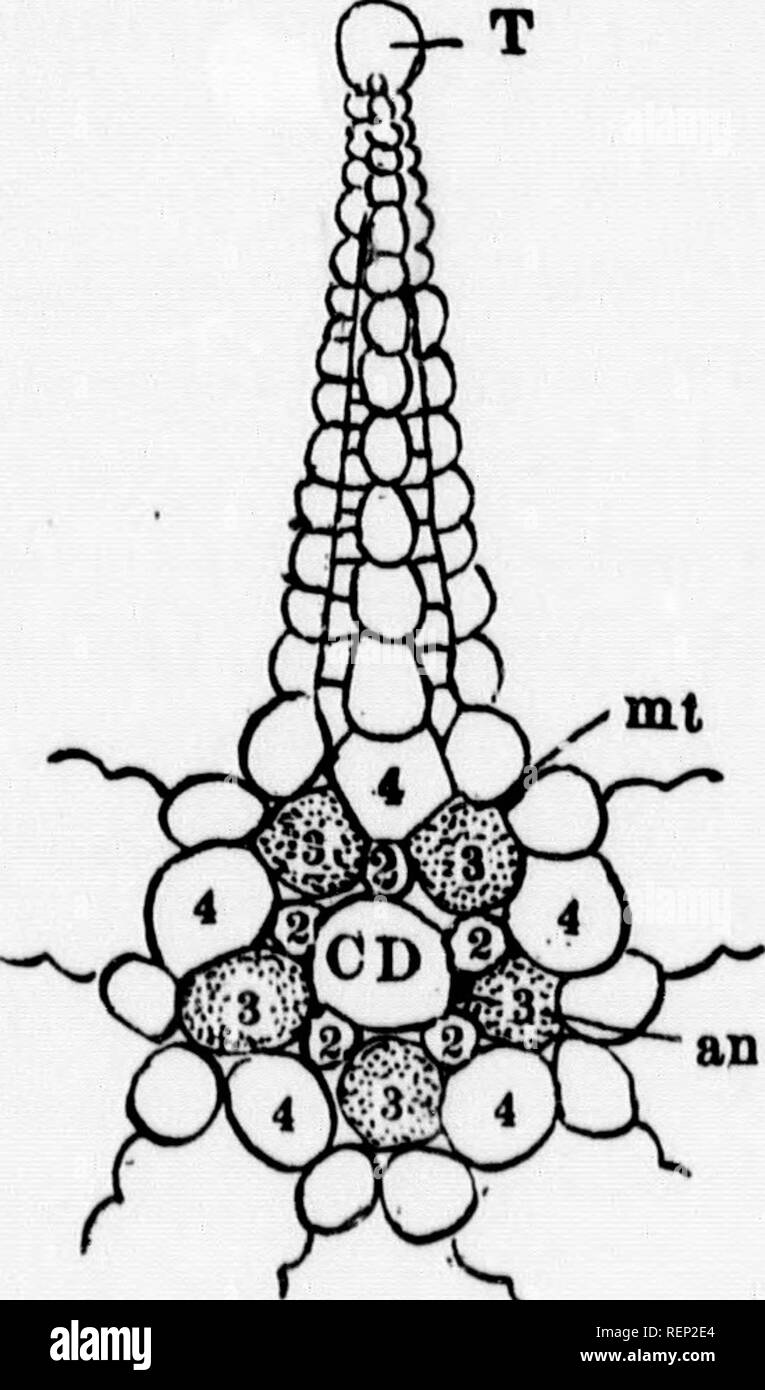 . A textbook of invertebrate morphology [microform]. Invertebrates ...