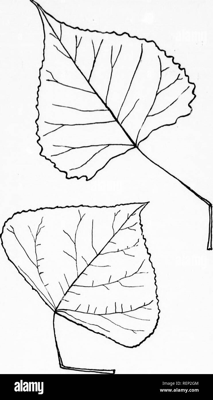 . The trees of Northeastern America [microform] : illustrations from original sketches. Trees; Leaves; Arbres; Feuilles. FifT- 47-—Cottonwood. (P. monilifera, Ait.) I. Please note that these images are extracted from scanned page images that may have been digitally enhanced for readability - coloration and appearance of these illustrations may not perfectly resemble the original work.. Newhall, Charles S. (Charles Stedman), 1842-1935. New York; London : G. P. Putnam's Sons Stock Photo