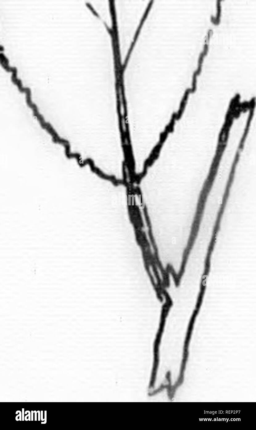 The Trees Of Northeastern America Microform