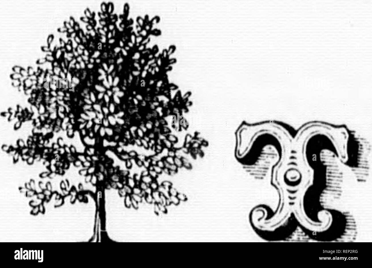 . The trees of America [microform] : native and foreign, pictorially ...