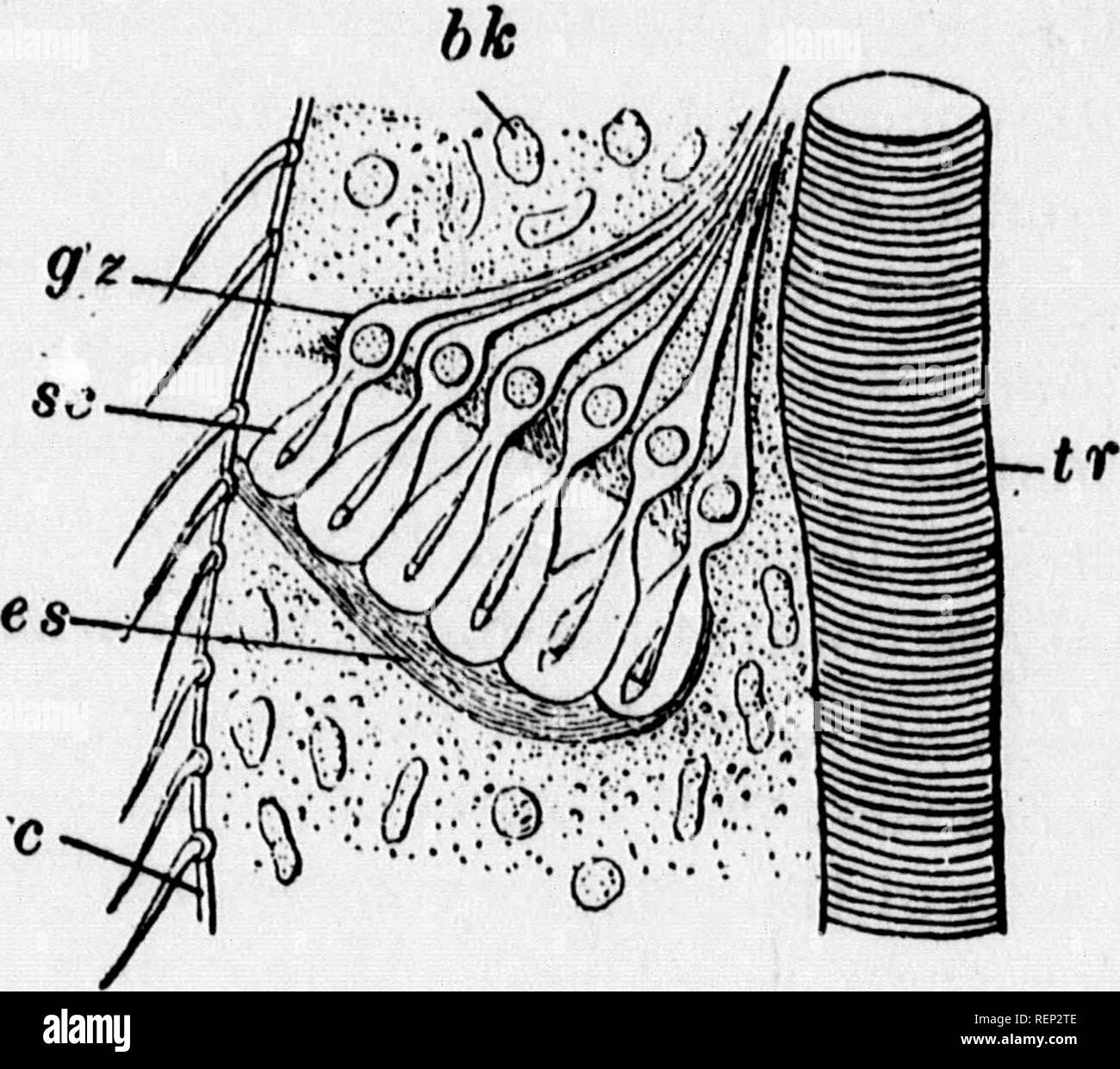 . A textbook of invertebrate morphology [microform]. Invertebrates ...