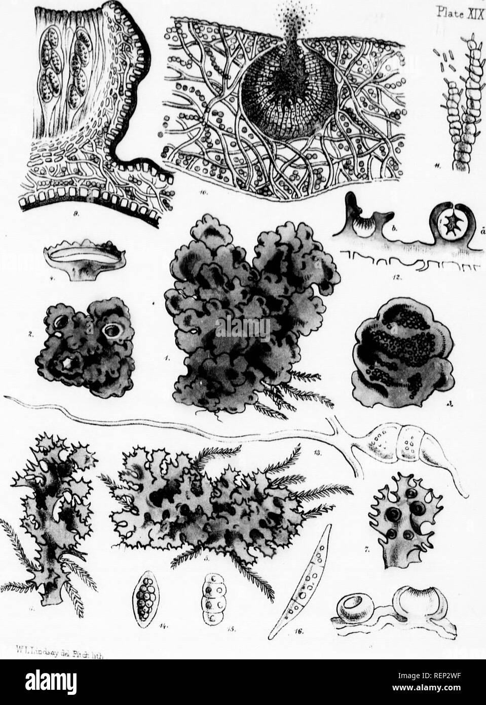 . A popular history of British lichens [microform] : comprising an account of their structure, reproduction, uses, distribution, and classification. Lichens; Lichens. K.'trXIX, Thallus omewhat or flesh- hs. The ^rile, and lear, and and pale al, hollow md terini- liers cylin- 3aring the oininof at I normally the cyiin- mnig con- l Lichen- :/1845, pp. 1855.. rtr-inks linp. Please note that these images are extracted from scanned page images that may have been digitally enhanced for readability - coloration and appearance of these illustrations may not perfectly resemble the original work.. Linds Stock Photo