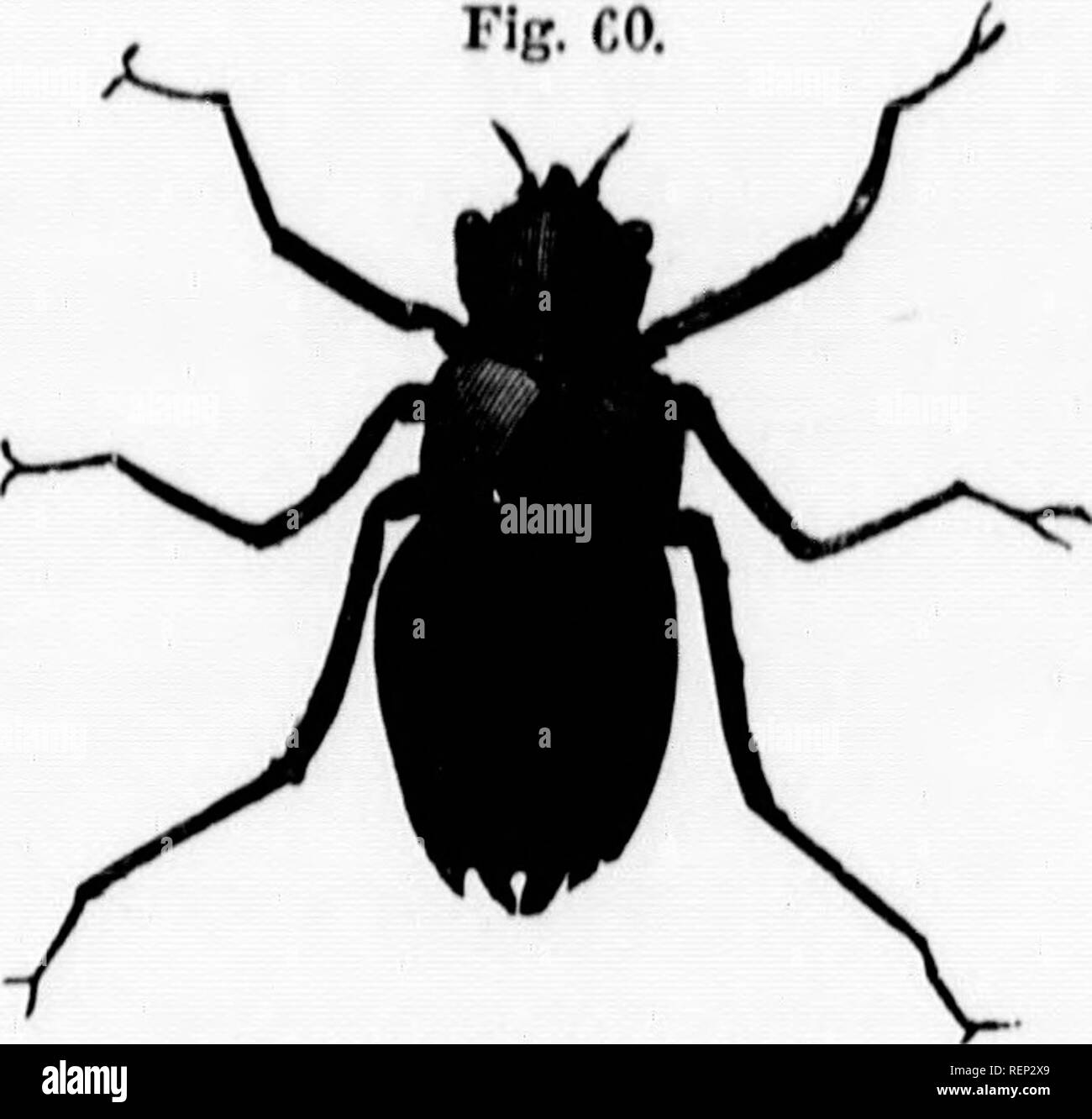 . The life of North American insects [microform]. Insects; Insectes. ORDER V. NET-WINQED INSECTS. 22a Fig. CO. morphosis, the larvir climb up the Btem of Home water- plant, and in about two hour&gt;s after are capable of raisin&lt;^ thcmselvca up by their wings and flying away in the air. 'J'luH whole operation may be witnessed by putting the grubs into a pail of water, and placing in it some sticks or branches upon which they may creep up and prepare them- selves for their aerial journeys. Fig. CO represents one of these grubs, a larva of the ili^shna grandis. As soon as their wings arc dry t Stock Photo
