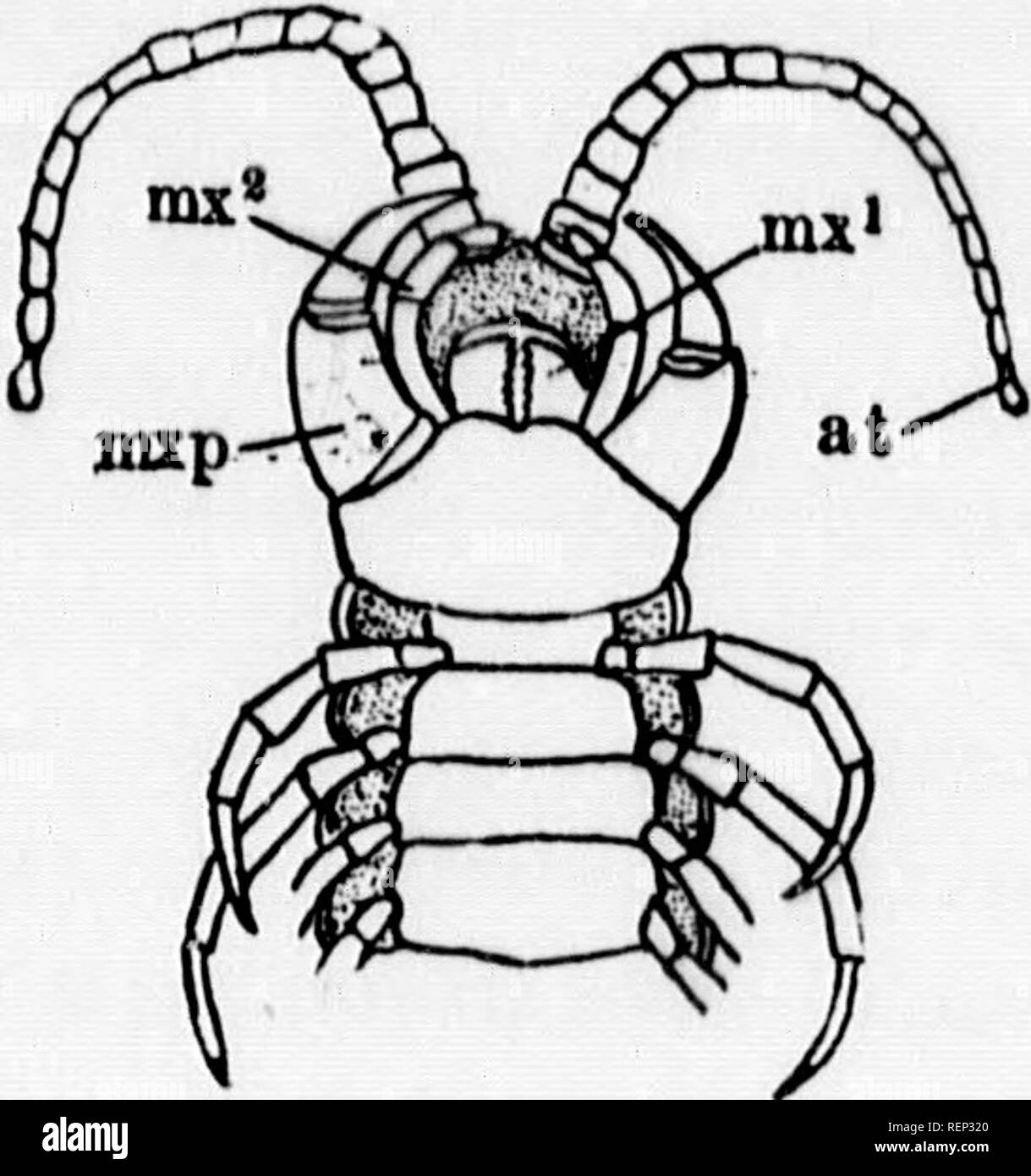 . A textbook of invertebrate morphology [microform]. Invertebrates