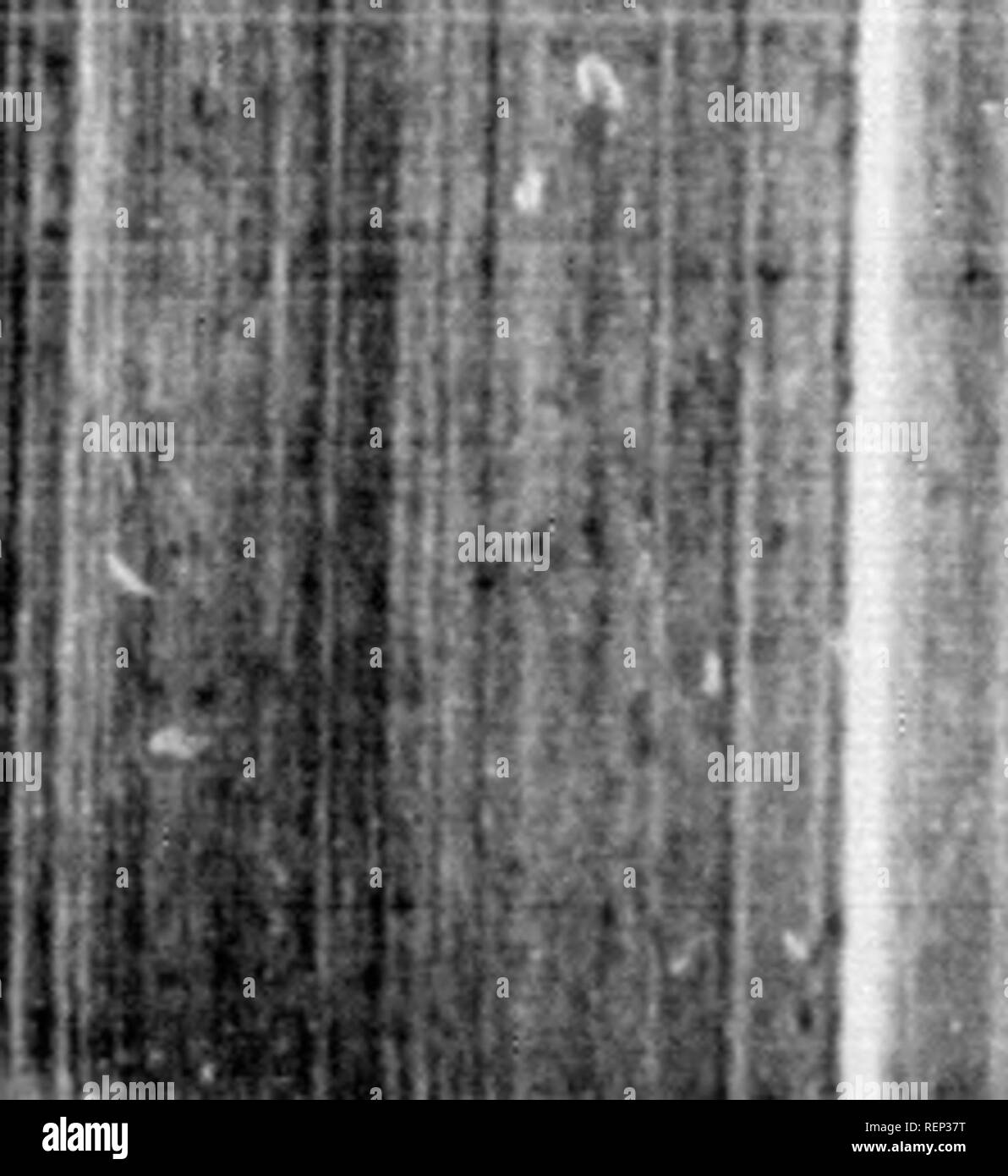 Synopsis Of The Neuroptera Of North America Microform With A List Of The South American Species Neuroptera Neuroptera Na C Vropta Res Na C Vropta Res J A A A Gt U Gt H 11 M Synopsis Of The Neuroptera Of North America Microform With A List Of The South American Species Neuroptera Neuroptera Na C Vropta Res Na C Vropta Res J A A A Gt U Gt H 11 M