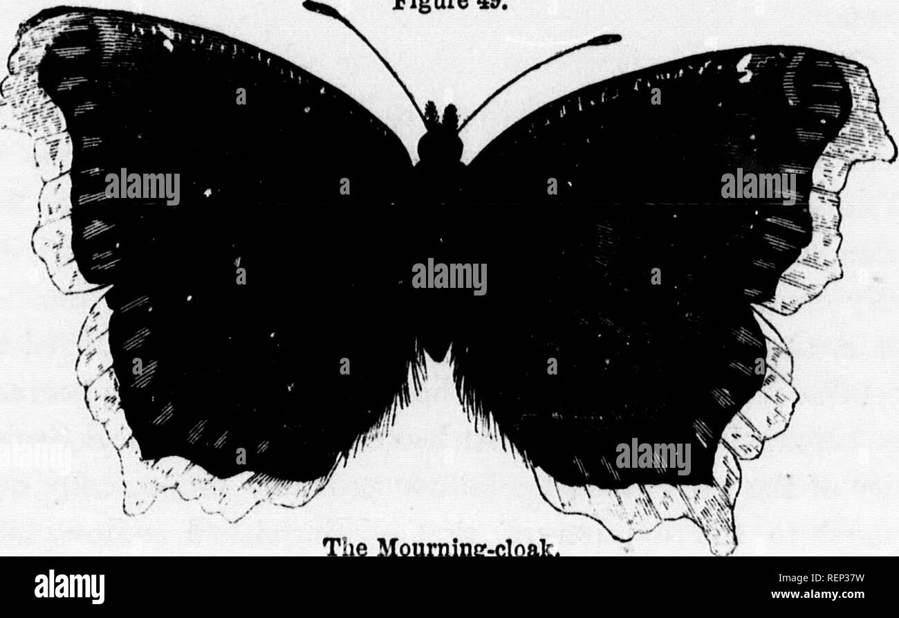 Large Moths Black And White Stock Photos Images Alamy
