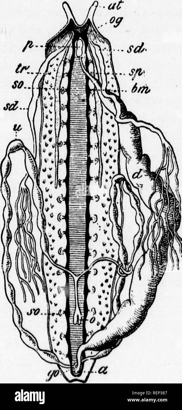 . A textbook of invertebrate morphology [microform]. Invertebrates ...