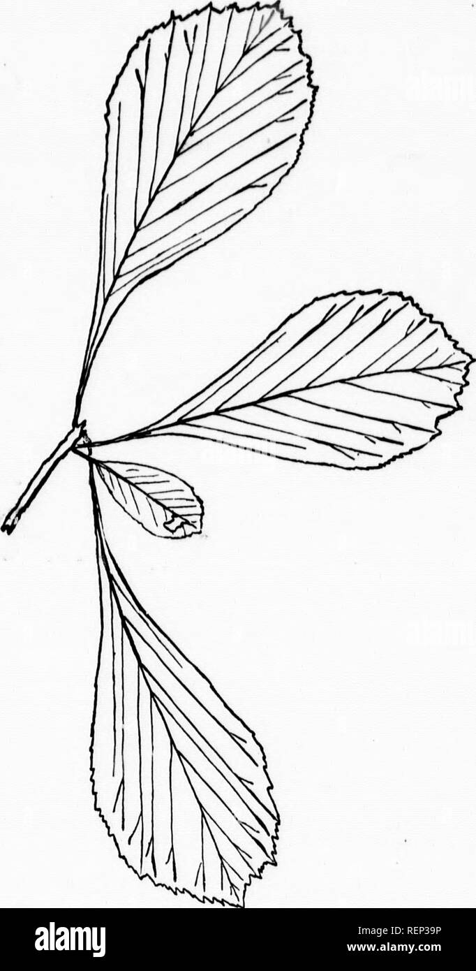 . The trees of Northeastern America [microform] : illustrations from original sketches. Trees; Leaves; Arbres; Feuilles. [All the under r. mollis) ^ westward. ihsUy L. AND UN- deep and ly pointed, r the sides Leaves Alternate.  a half to h, and fur- y, at least downy on ngs, lijht ) twelve in : fragrant. d or pear- 3ctober. rn Florida, ommon. b) eight to ;ed of the and in the It. Fig. i8.—Common Thorn. (C. NATURAL SIZE. punctata, Jac.). Please note that these images are extracted from scanned page images that may have been digitally enhanced for readability - coloration and appearance of the Stock Photo
