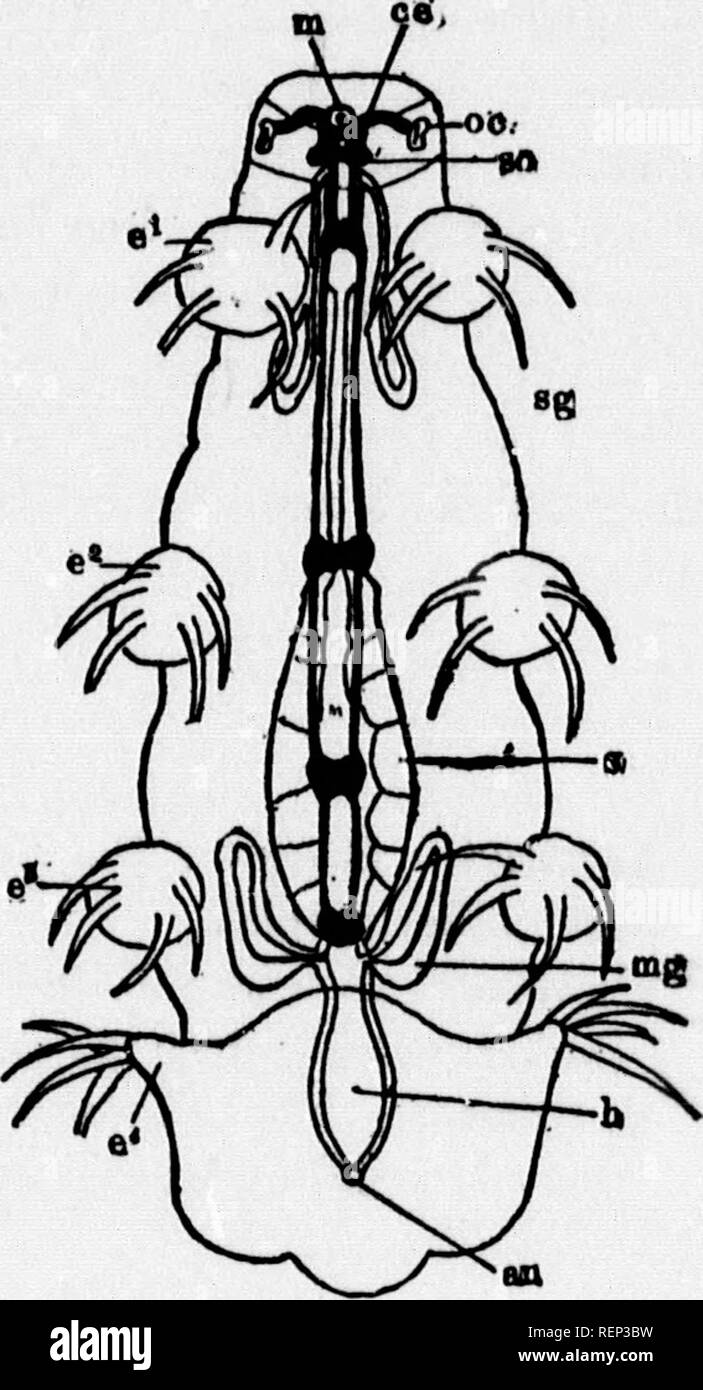 . A textbook of invertebrate morphology [microform]. Invertebrates