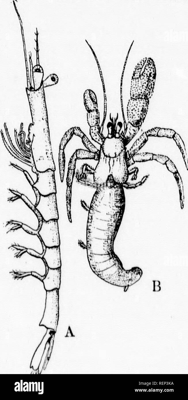 . A textbook of invertebrate morphology [microform]. Invertebrates; Morphology (Animals); Invertébrés; Morphologie (Animaux). TYPE CRUSTACEA. 411 the veutral surface. Arteries pass off from both ends of the heart. Otocjsts are always developed iu the basal joiuts of the autenuules. 3. Suborder J/«(?n/ra. Iu the Macrura the abdomeu ts well developed aud usu- ally as loug as the cephalothorax, aud is provided with its full complenieut of appendages, the sixth pair formiug with the telsou a tail-fiu. Exceptious to these arraugeuieuts oc cur ; lu the Heriuit-crabs, Eupagurus, which inhabit the emp Stock Photo
