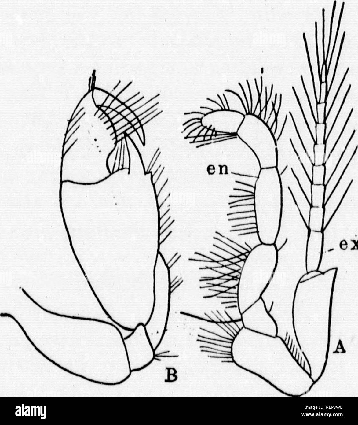 . A textbook of invertebrate morphology [microform]. Invertebrates; Morphology (Animals); Invertébrés; Morphologie (Animaux). Fi0. 164.—Ckdstacean Appenuages. A, mandible of Copepod, Notodelphys (from Bronn); B, first maxilla of Noto- delphys (from Bhonn); C, nmndible of Cambarus; D. first maxilla of Cam- barus. en = eudopodite. ex = exopodite. mp = mandibular palp.. ex Fig. 165.—Cuustacean Appendages. A, second thoracic appendage of Mt/sis (after Sahs); B, second tlioracic appen- dage of an Amphipod. Hi. Please note that these images are extracted from scanned page images that may have been d Stock Photo