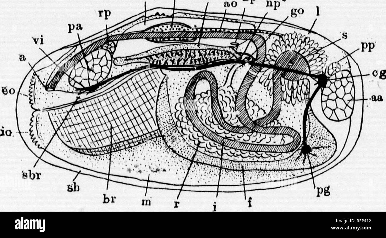 A Textbook Of Invertebrate Morphology Microform Invertebrates Morphology Animals Invertebres Morphologie Animaux A Which Opens Iuto The Suprabranchial Chamber Sbr Iu The Vicinity Of The Exhalent Siphon The Relations Of This