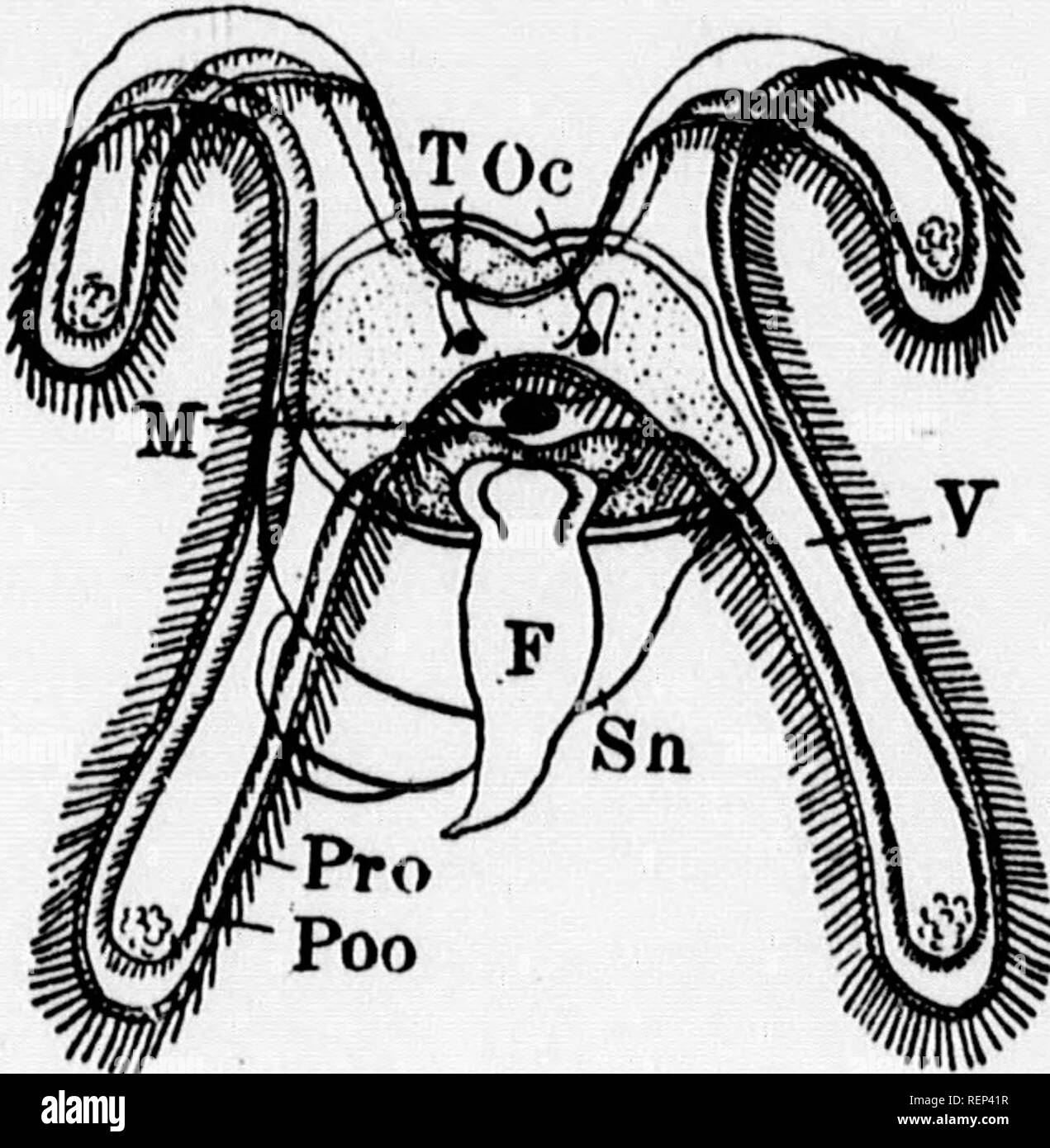 . A textbook of invertebrate morphology [microform]. Invertebrates