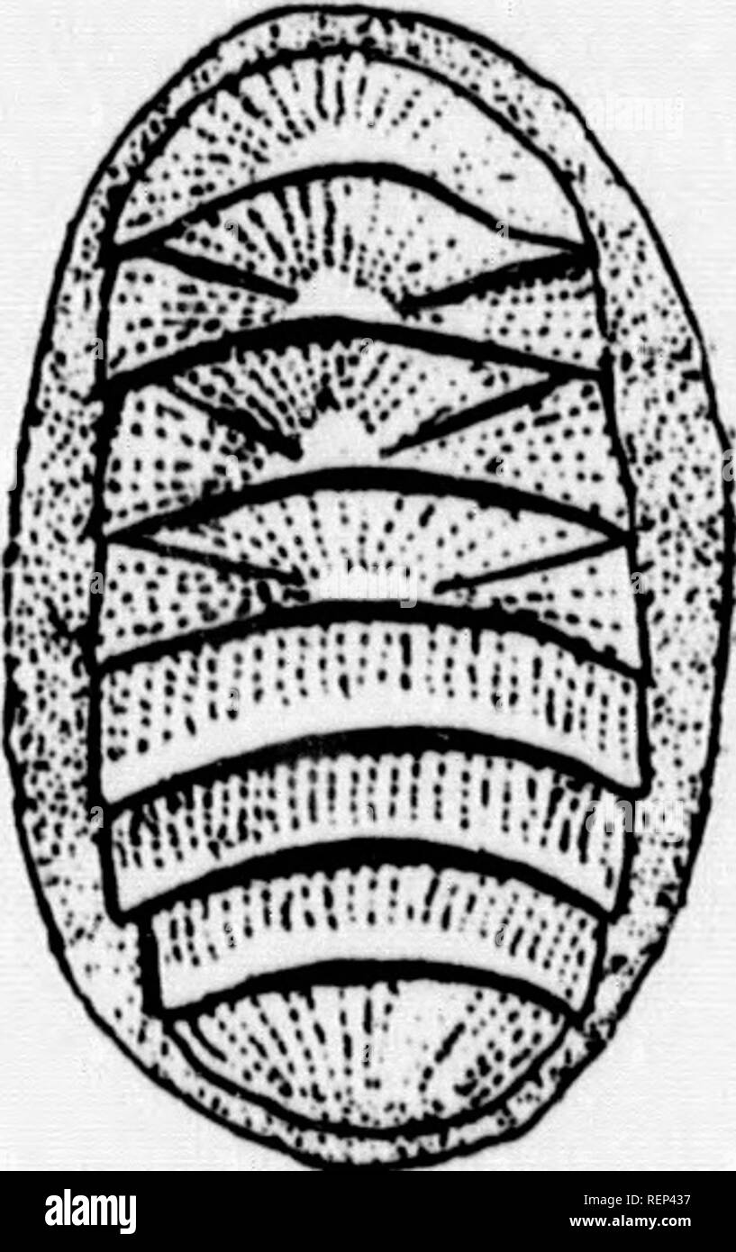 . A textbook of invertebrate morphology [microform]. Invertebrates; Morphology (Animals); Invertébrés; Morphologie (Animaux). TYPE MOLLUSC A. 28&amp;. Fig. 129.—C/«Bto- pleura apiculata. and situated, as in the Solenogastres, at the bottom of a median ventral furrow, the lips of which correspond to the more dorsally situated mantle-folds of such forms as Chiton, Trachydermon (Fig. 129), etc. In all cases, in the groove be- tween the mantle-folds and the foot a number of gills, pinnate processes of the body-wall, are to be found, in some cases occurring at definite intervals along the entire si Stock Photo